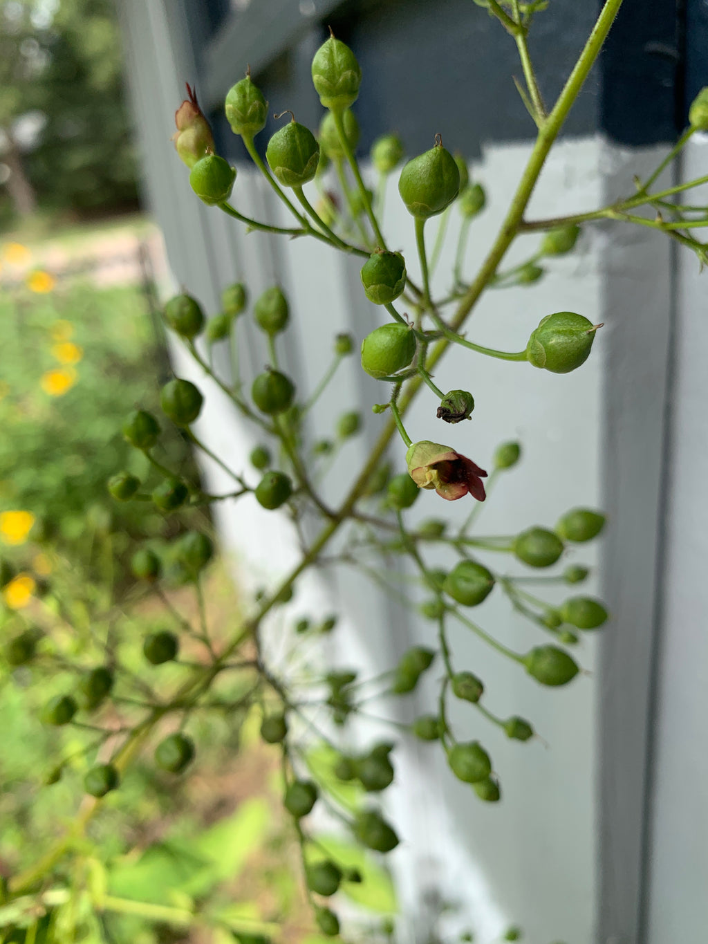 Late Figwort (Scrophularia Marilandica)