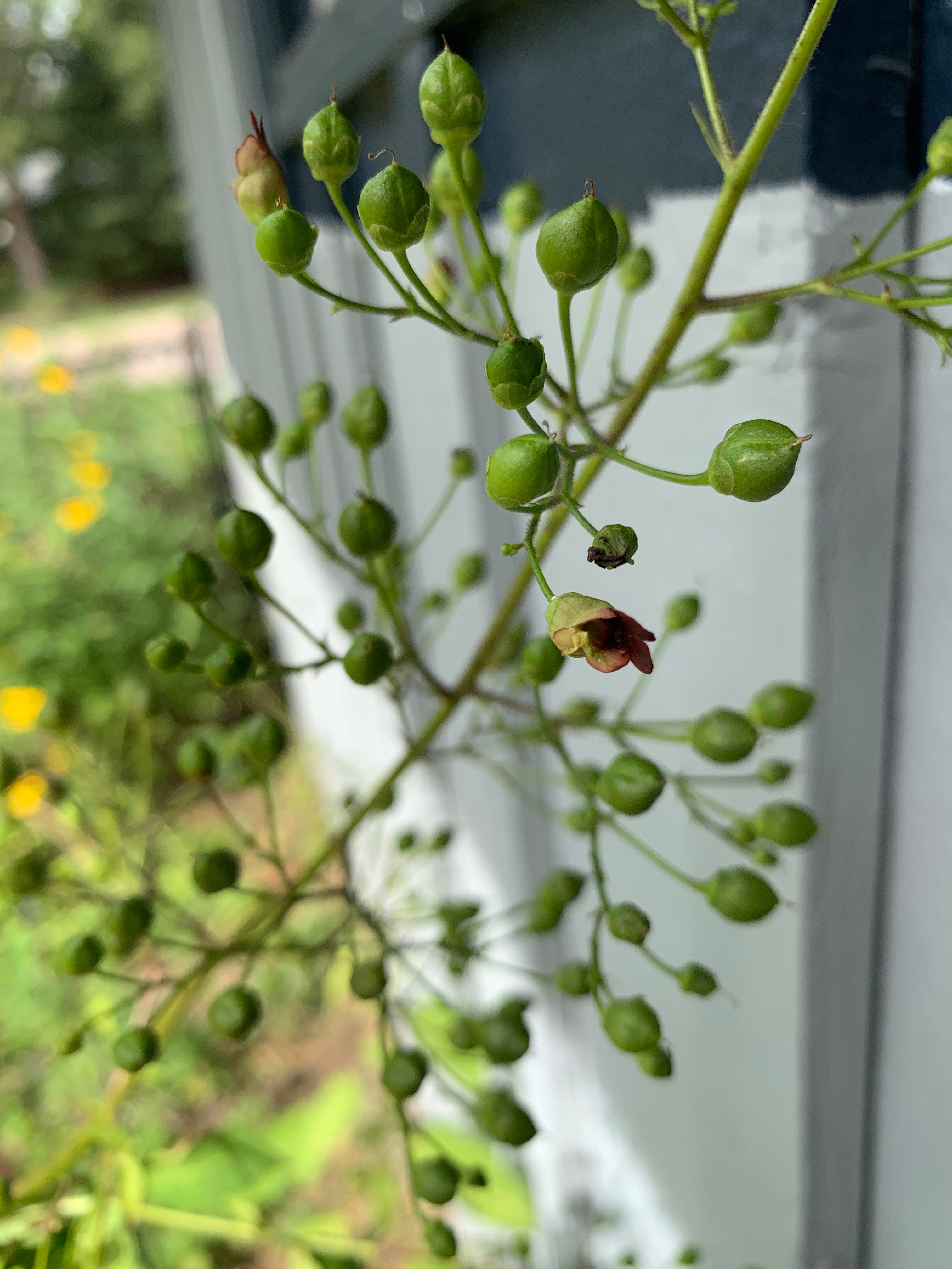 Late Figwort (Scrophularia Marilandica)