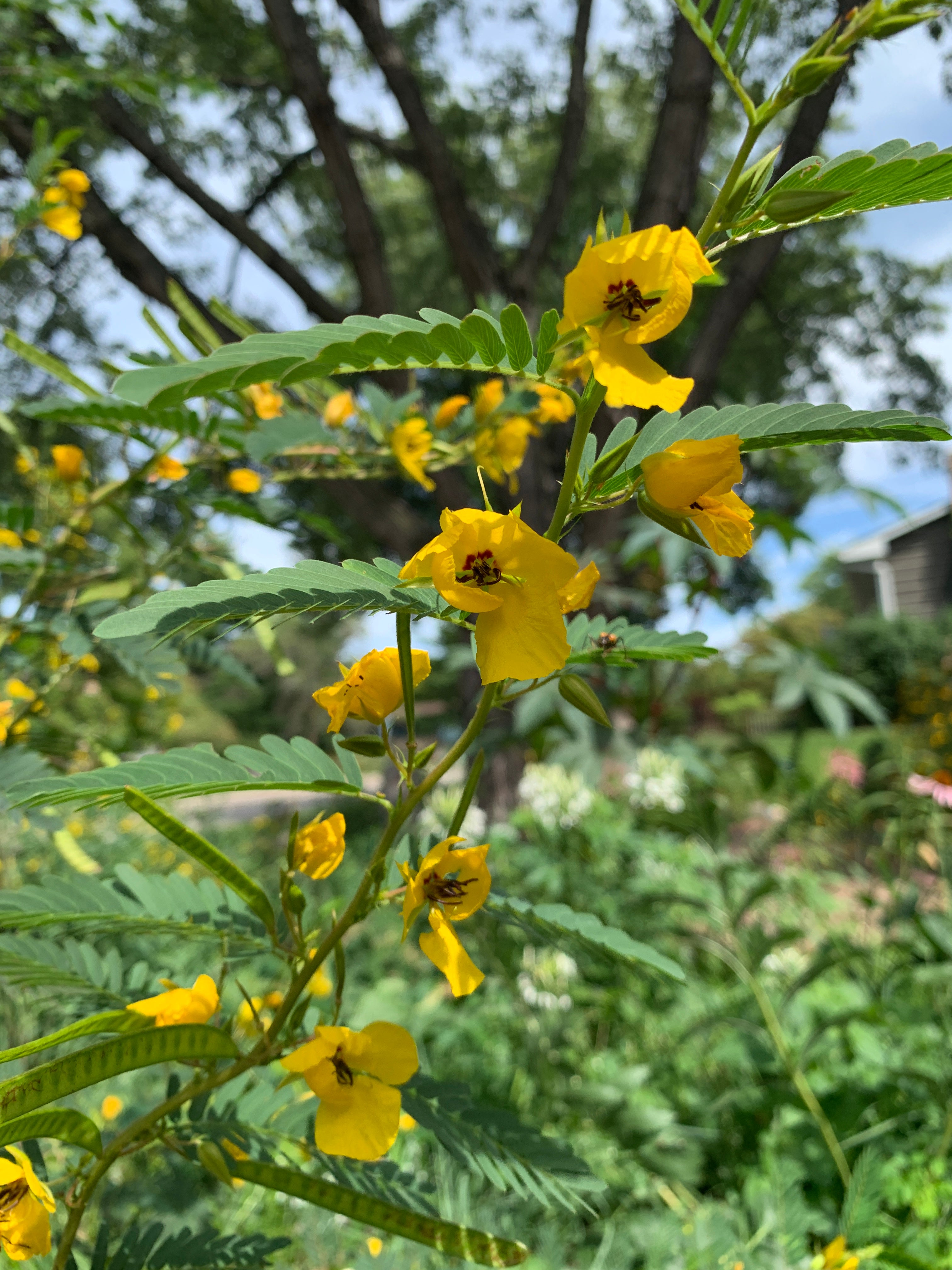 Partridge Pea (Chamaecrista Fasciculata)
