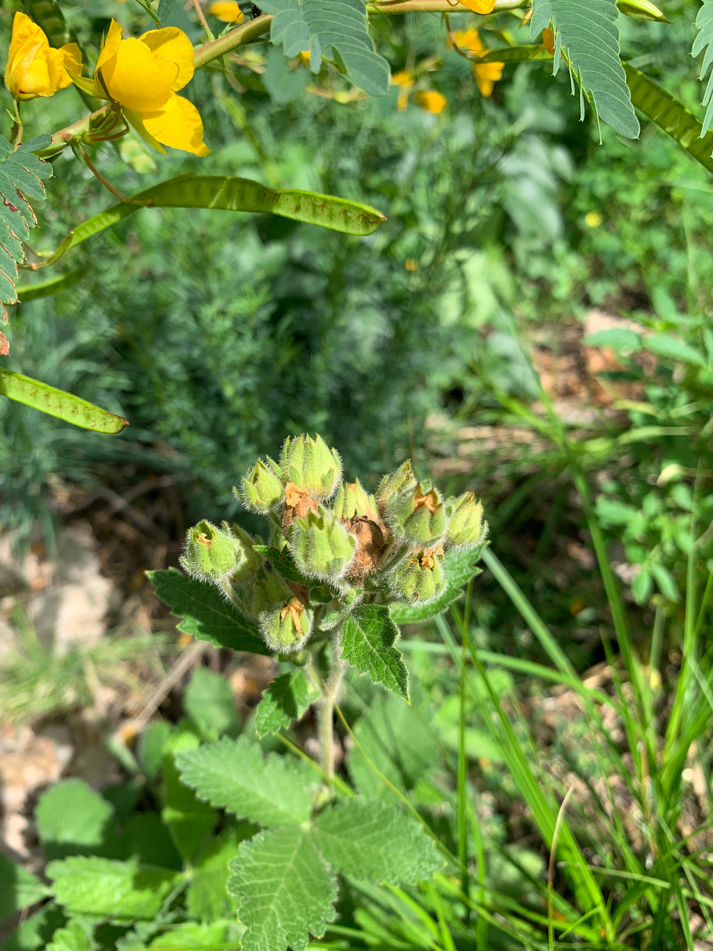 Prairie Cinquefoil (Drymocallis Arguta)