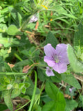 Wild Petunia (Ruellia Humilis)
