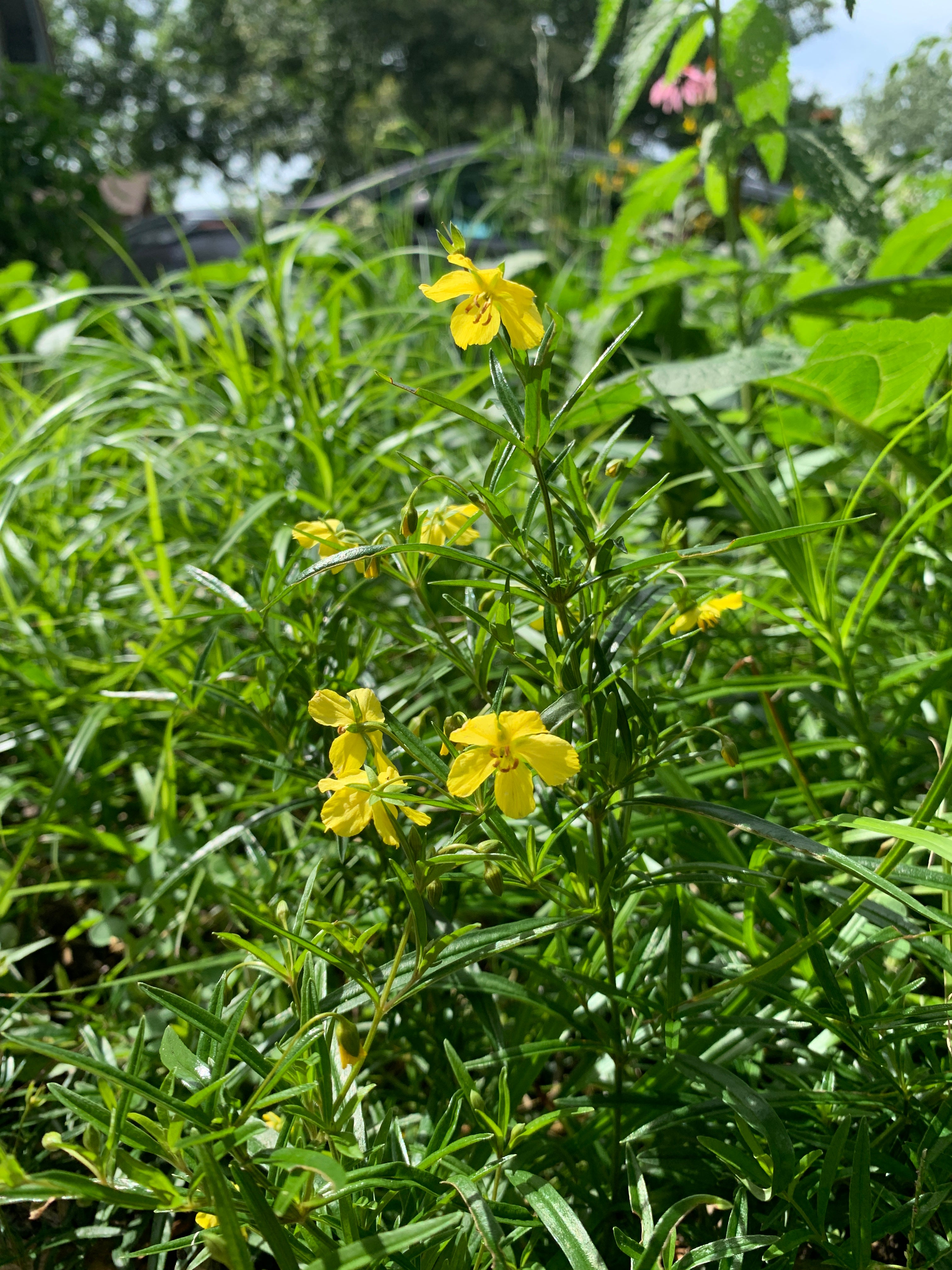 Prairie Loosestrife (Lysimachia Quadriflora)