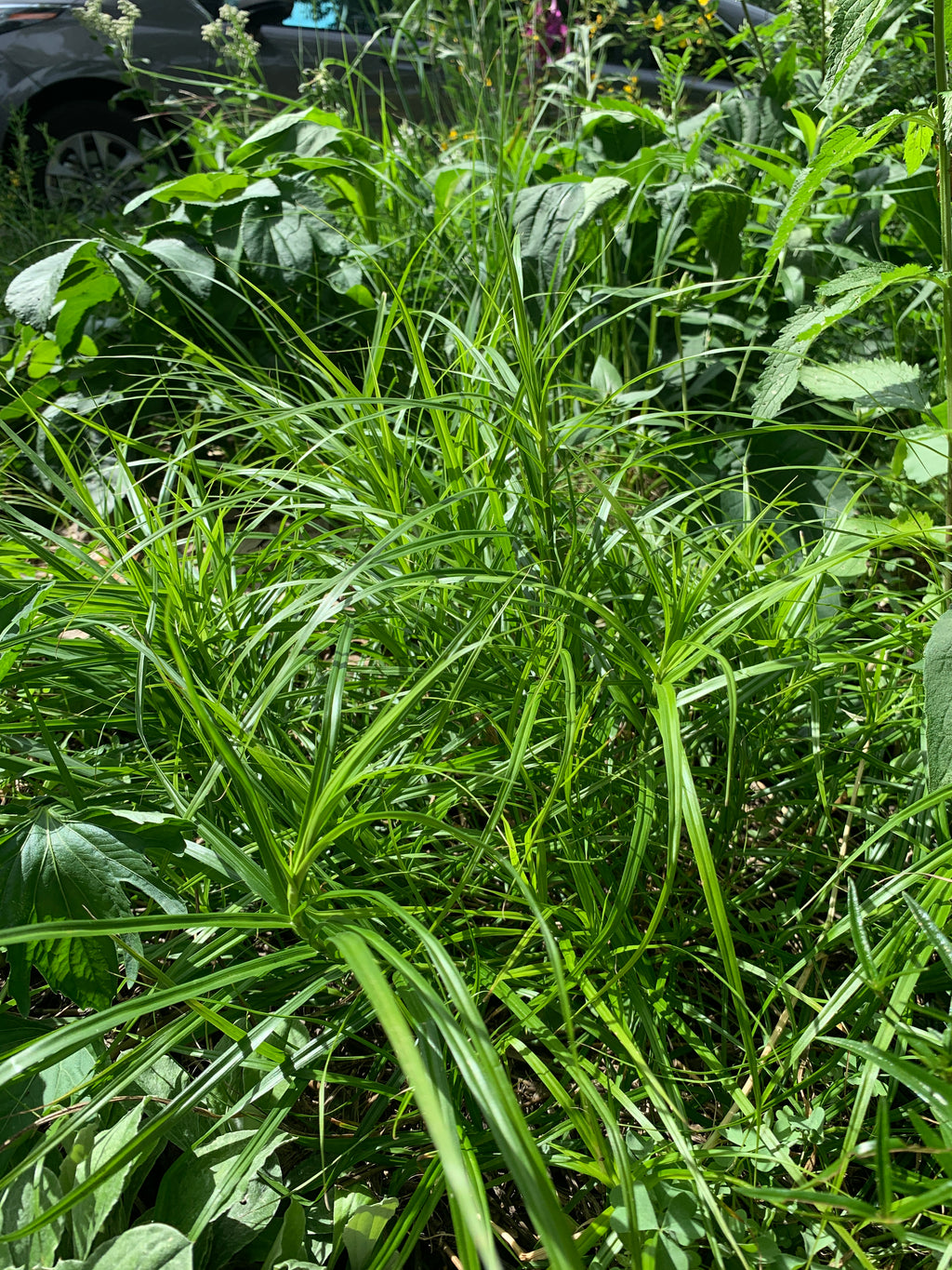 Palm Sedge (Carex Muskingumensis)