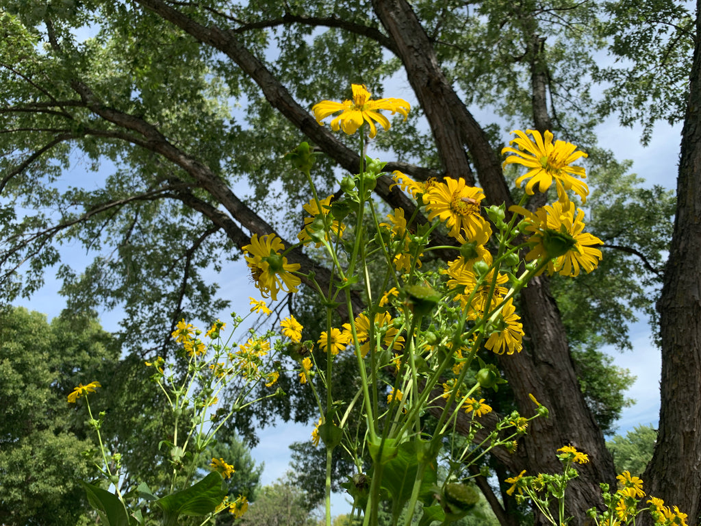 Cup Plant (Silphium Perfoliatum)