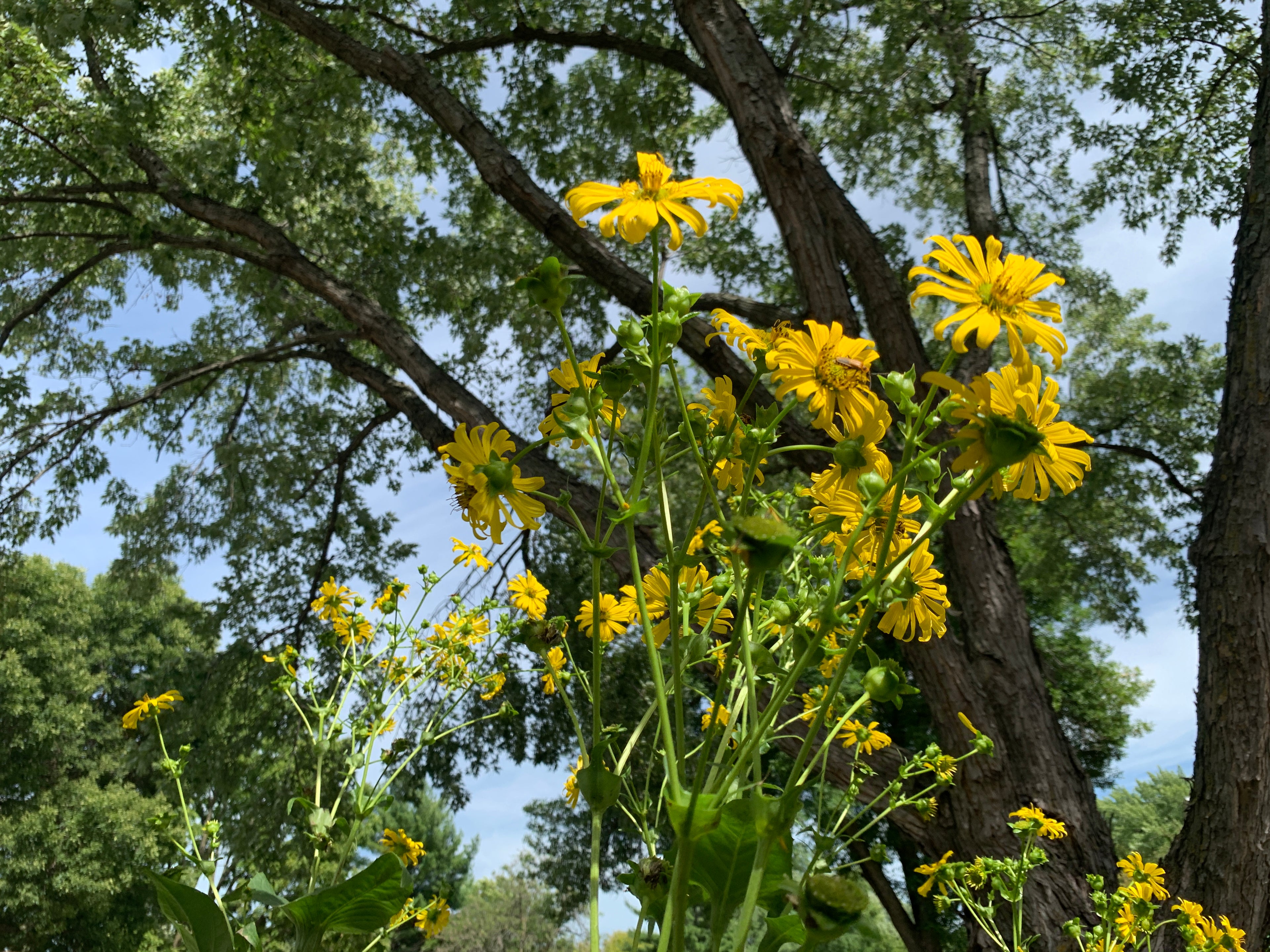 Cup Plant (Silphium Perfoliatum)