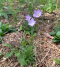 Harebell (Campanula Rotundifolia)