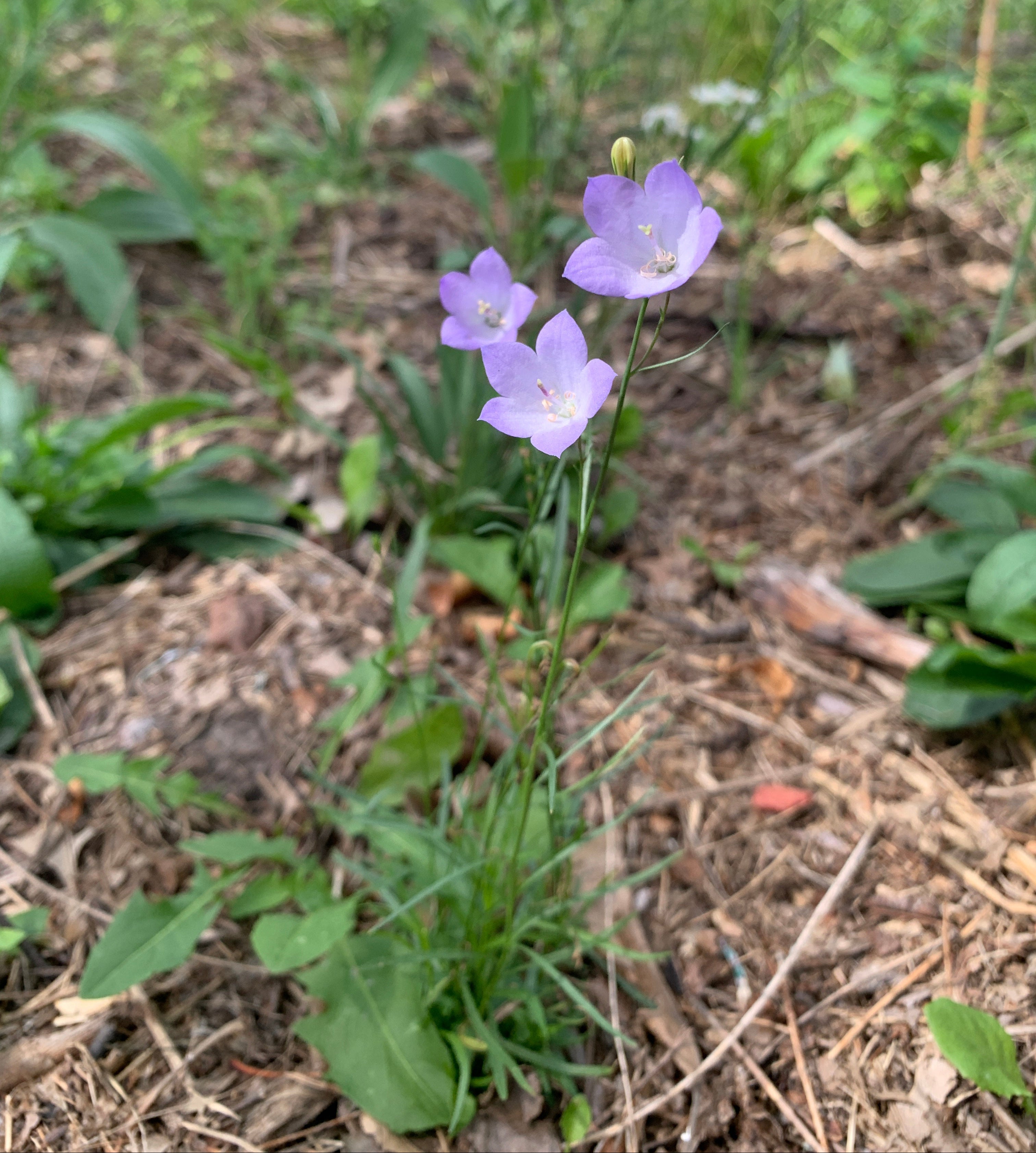 Harebell (Campanula Rotundifolia)