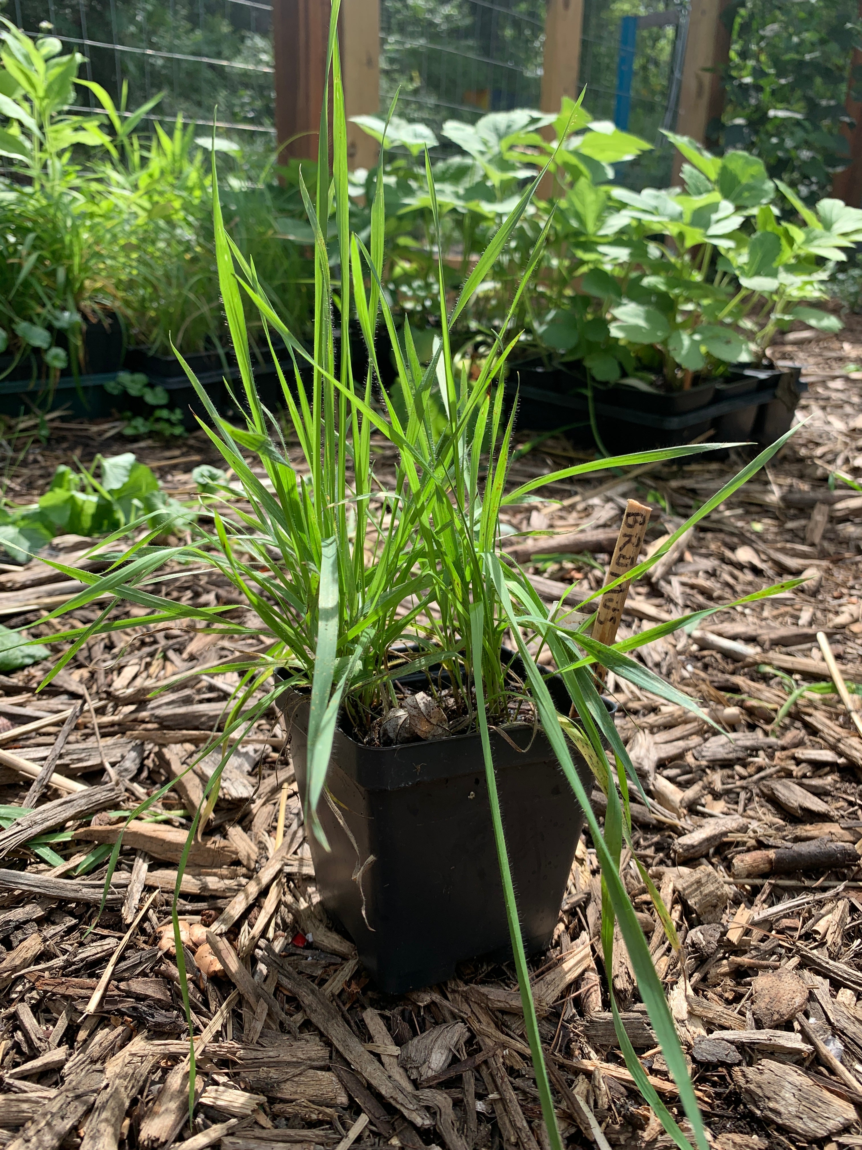 Prairie Brome (Bromus Kalmii)