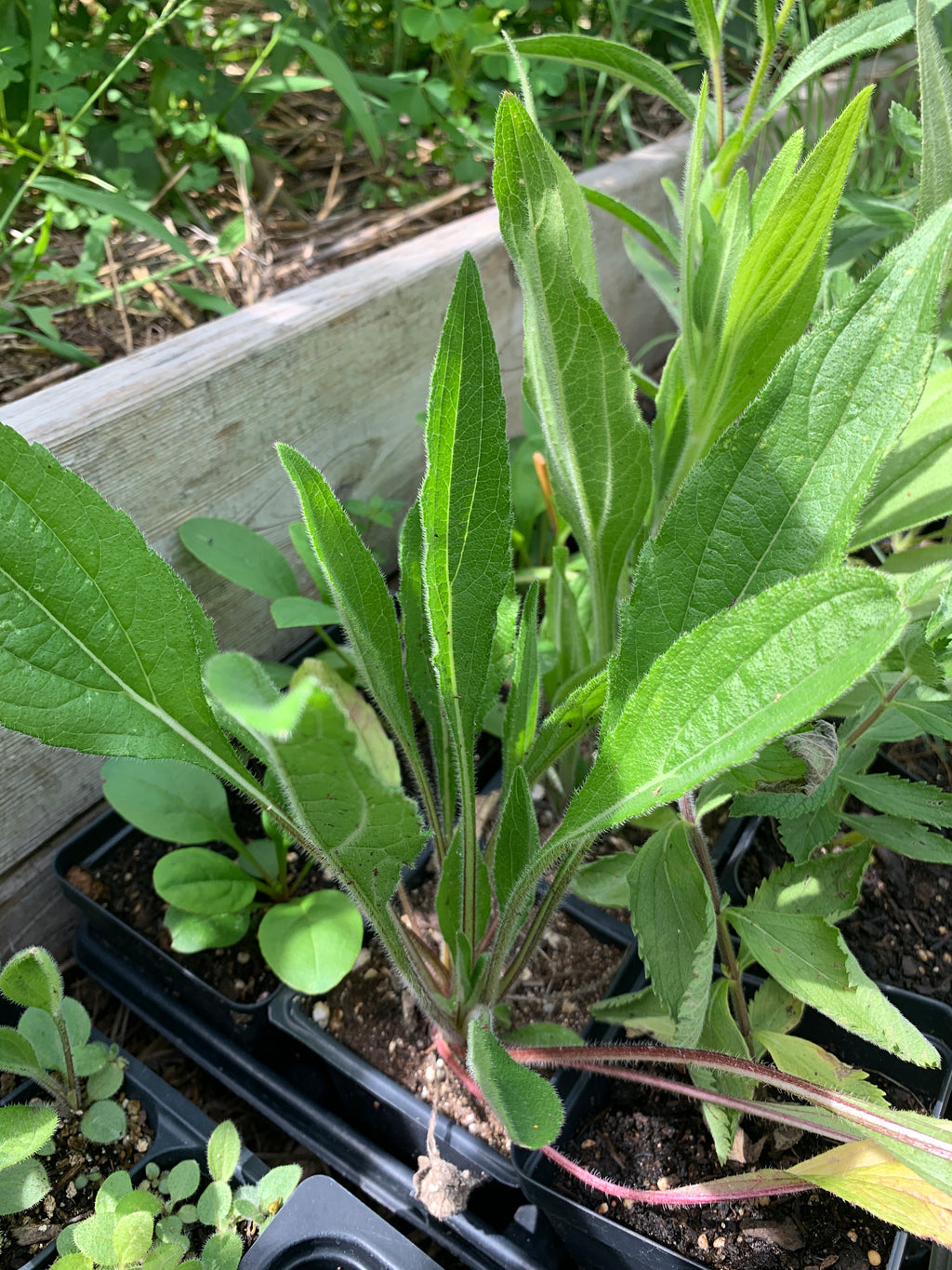 Black-eyed Susan (Rudbeckia Hirta)