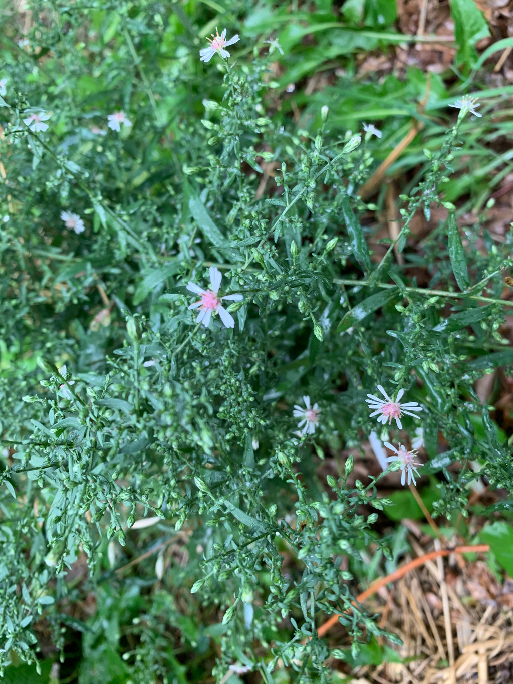 Calico Aster (Symphyotrichum Lateriflorum)