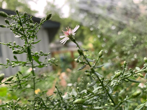 Calico Aster (Symphyotrichum Lateriflorum)