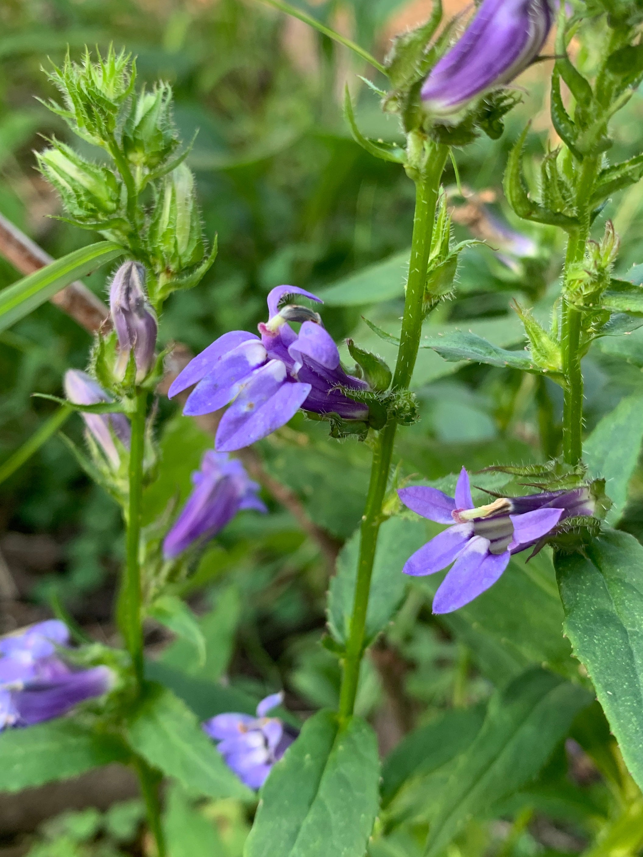 Blue lobelia (Lobelia Siphilitica)