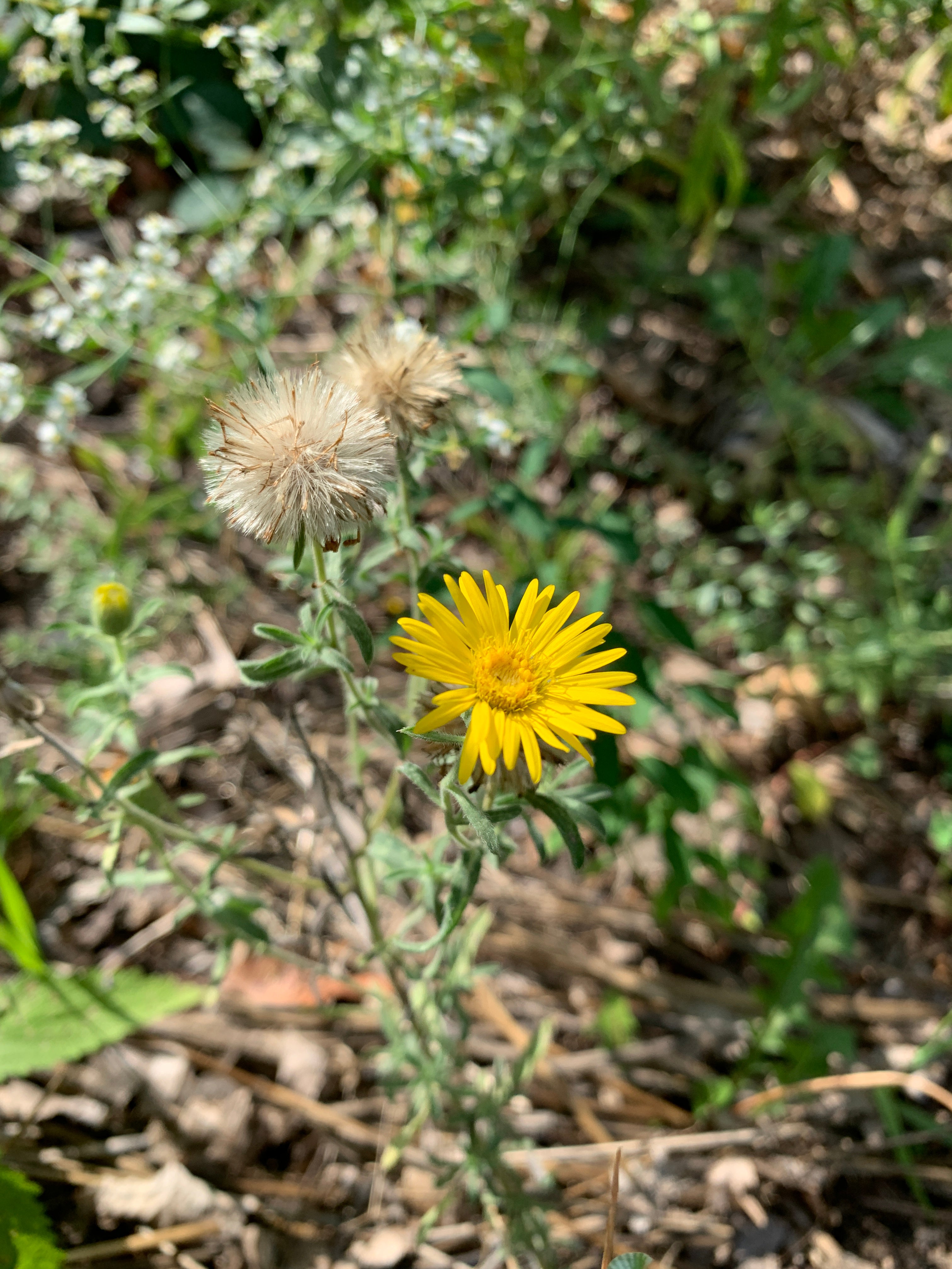 Hairy False Goldenaster (Heterotheca Villosa)