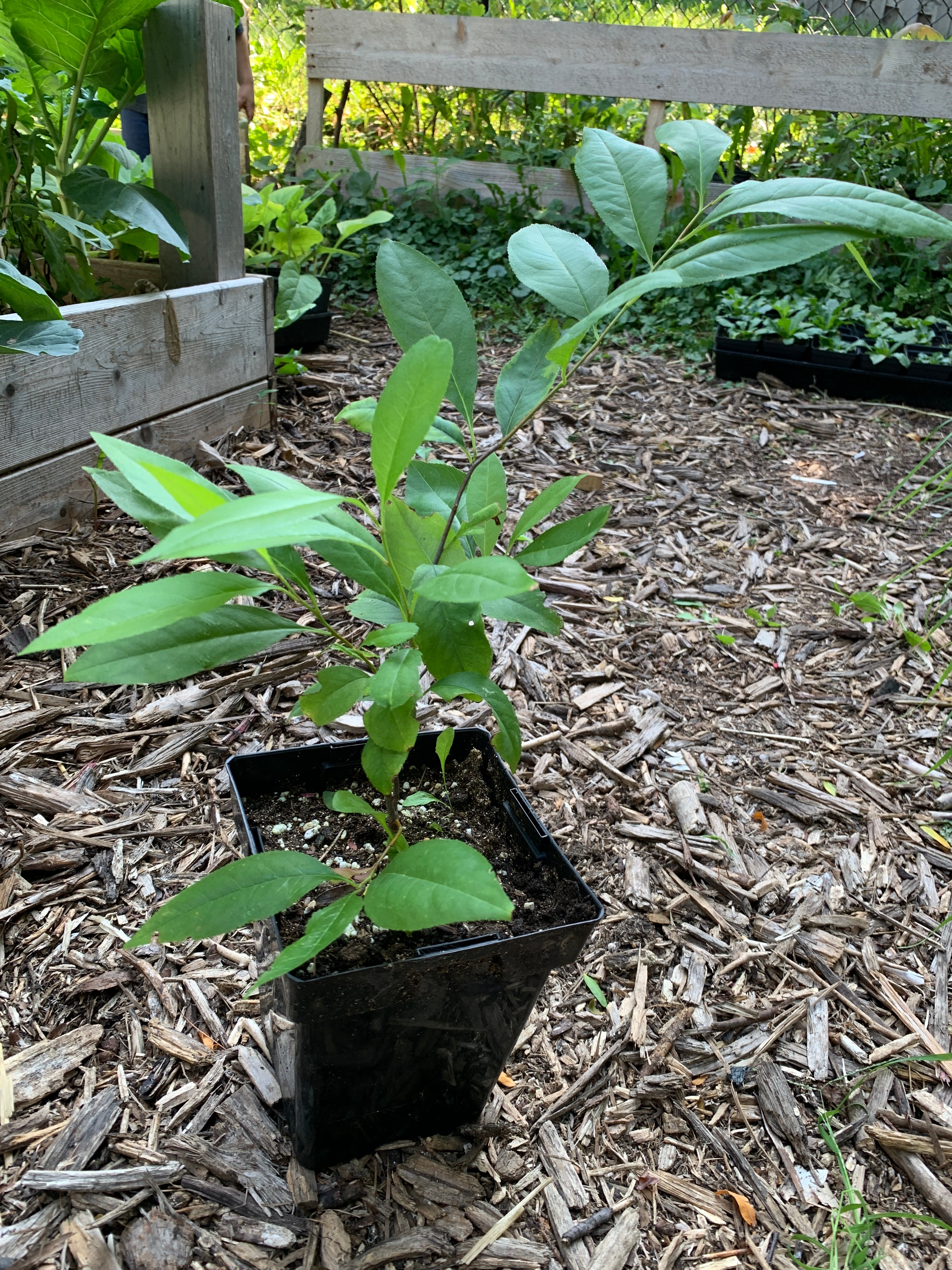 Black Cherry (Prunus Serotina)