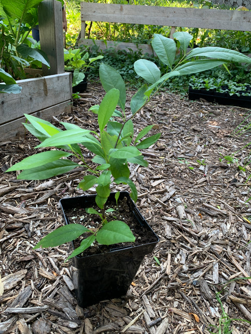 Black Cherry (Prunus Serotina)