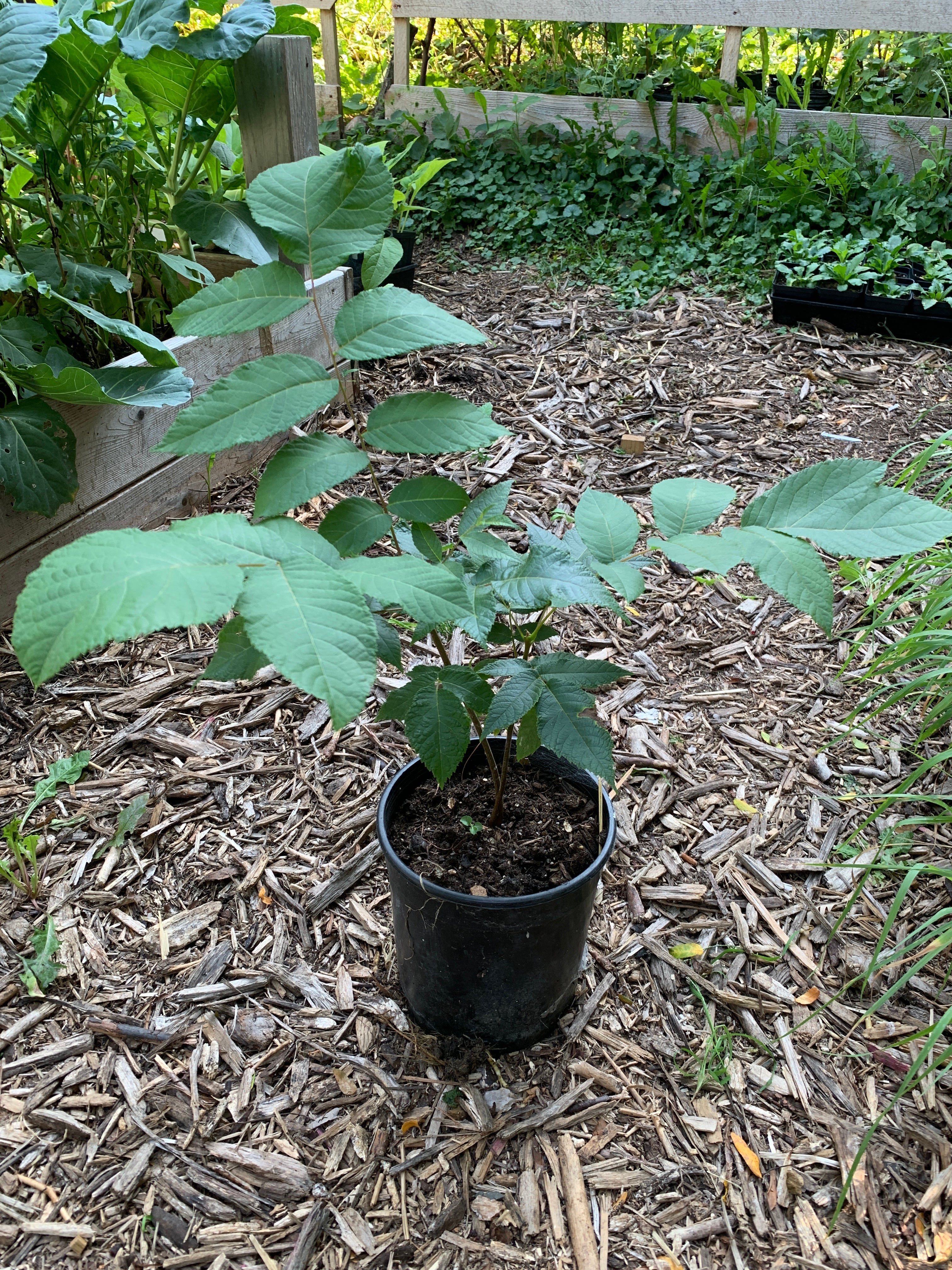 Black Walnut (Juglans Nigra)