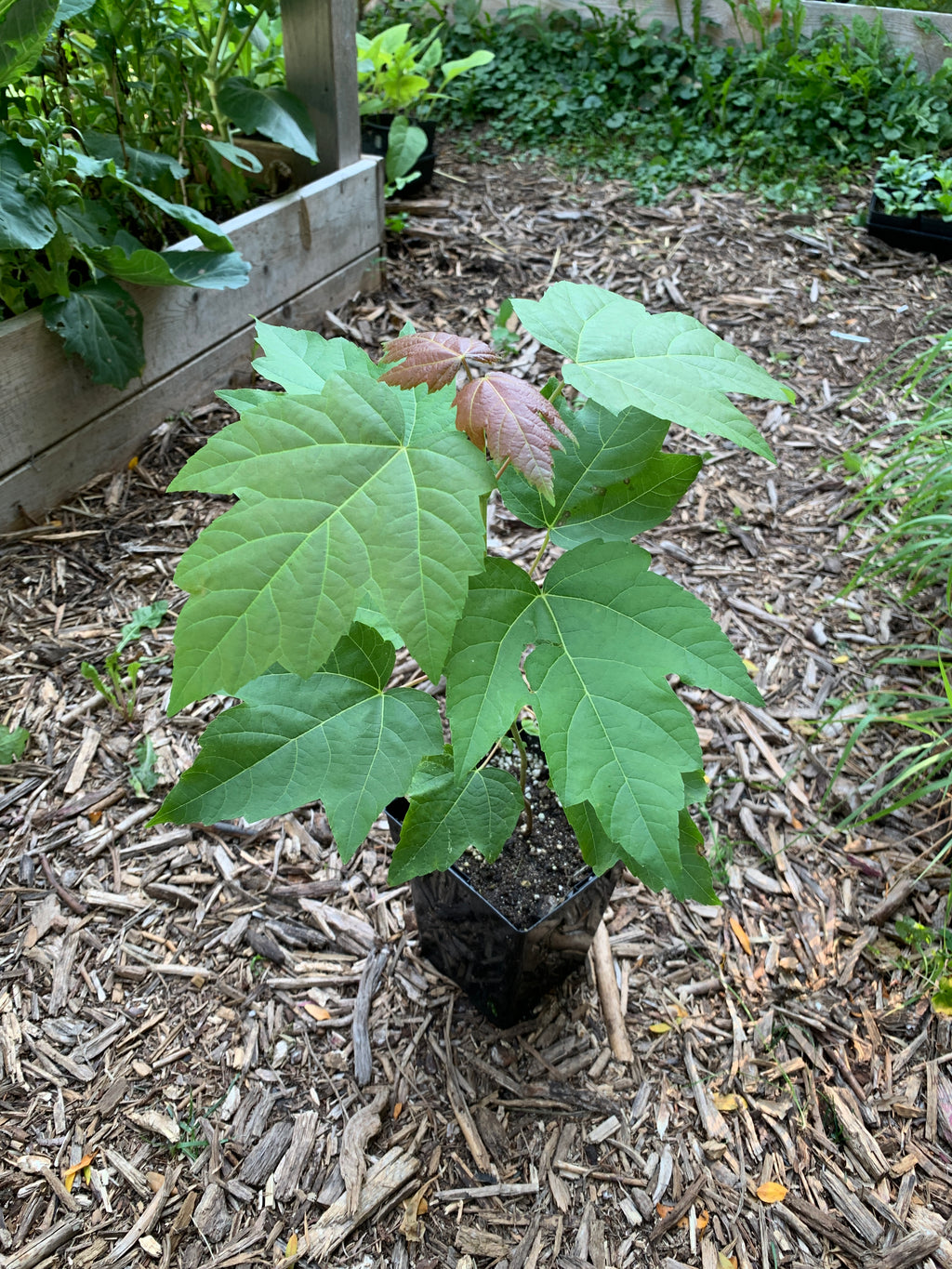 Silver Maple (Acer Saccharinum)