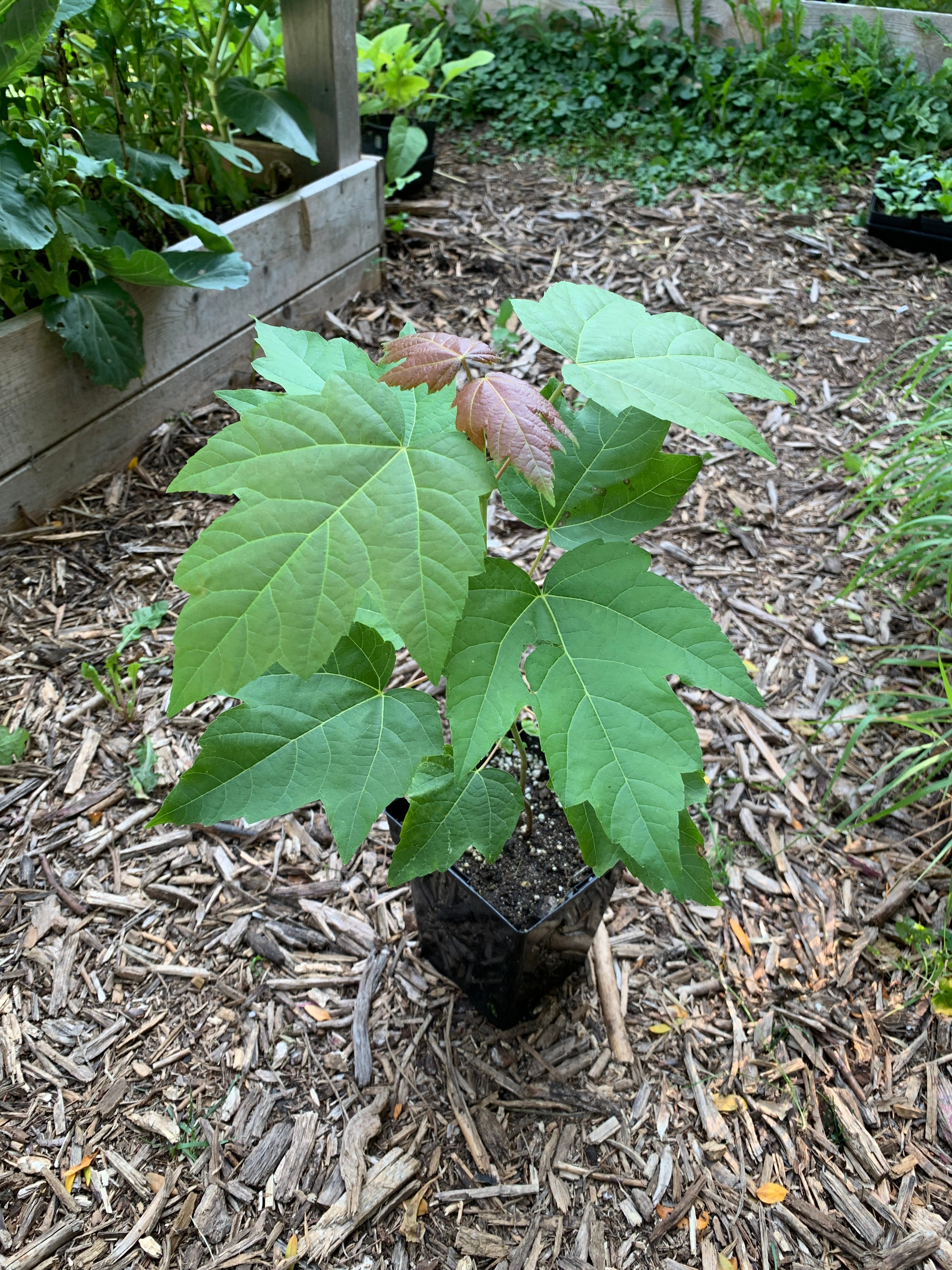 Silver Maple (Acer Saccharinum)