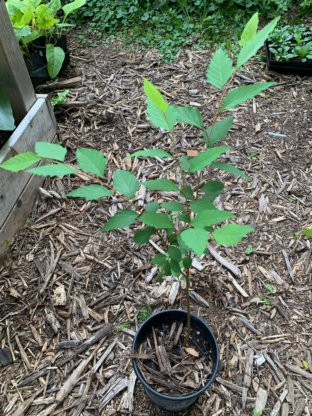 River Birch (Betula Nigra)