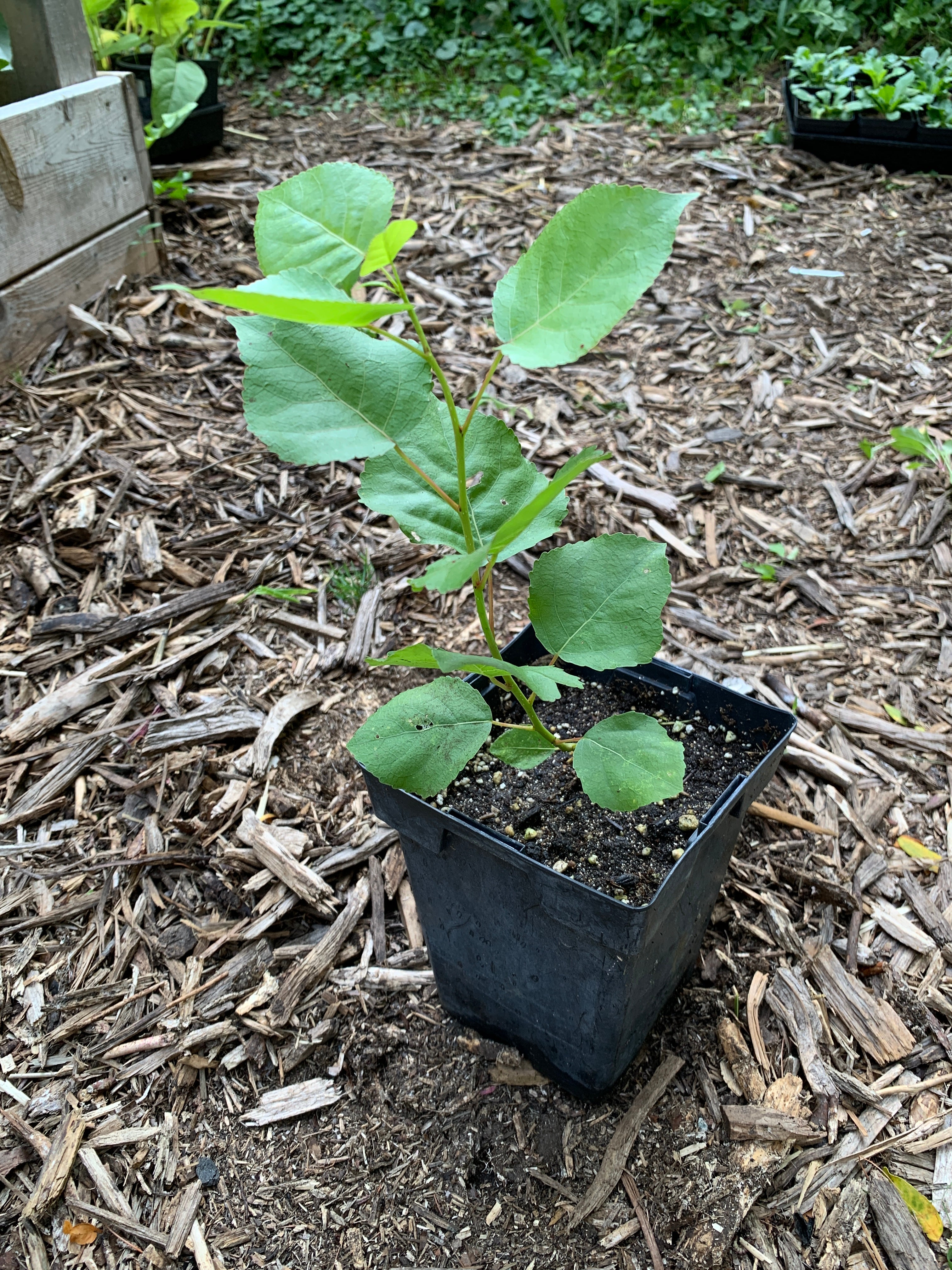 Cottonwood (Populus Deltoides)