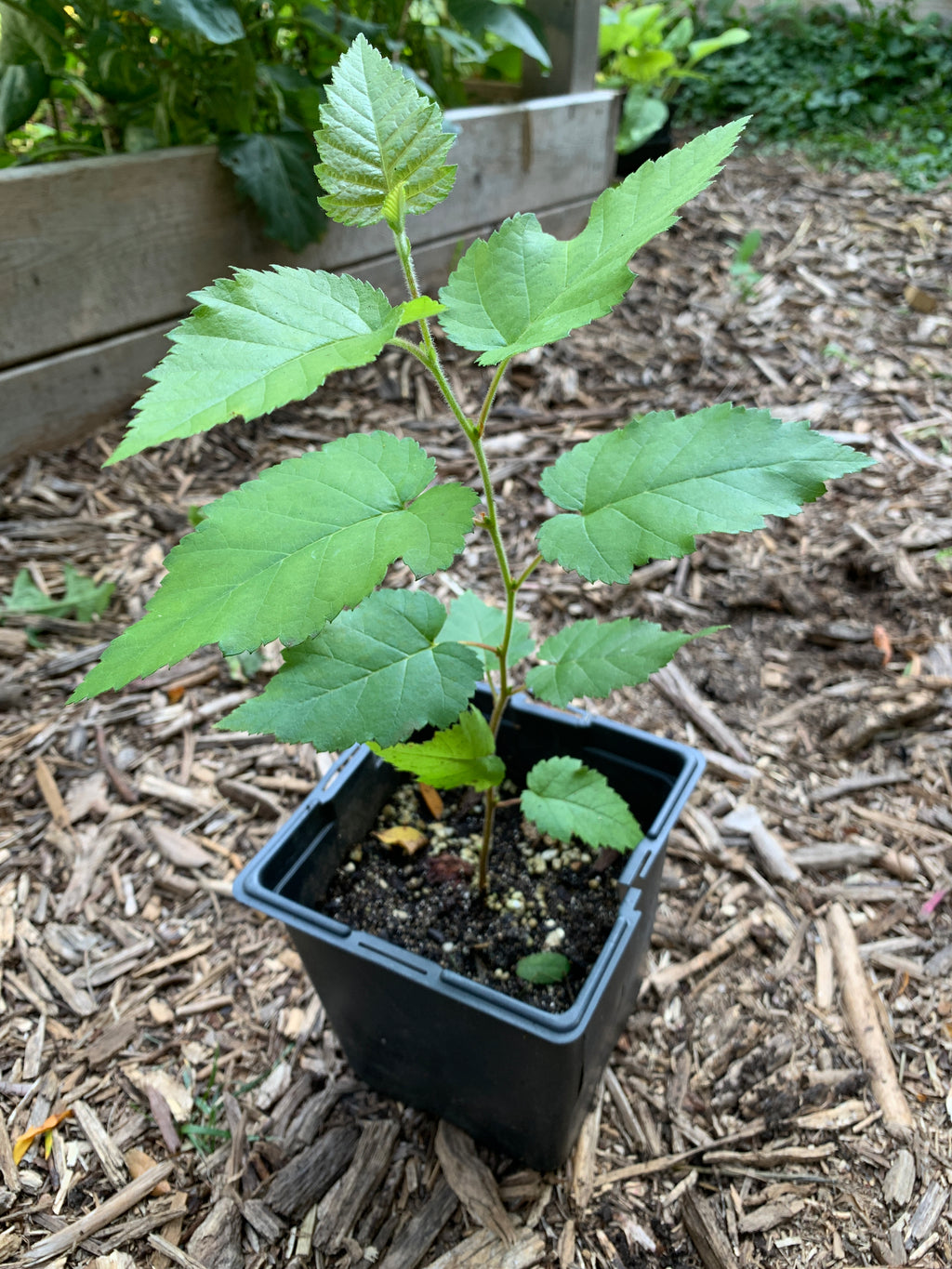 Paper Birch (Betula Papyrifera)