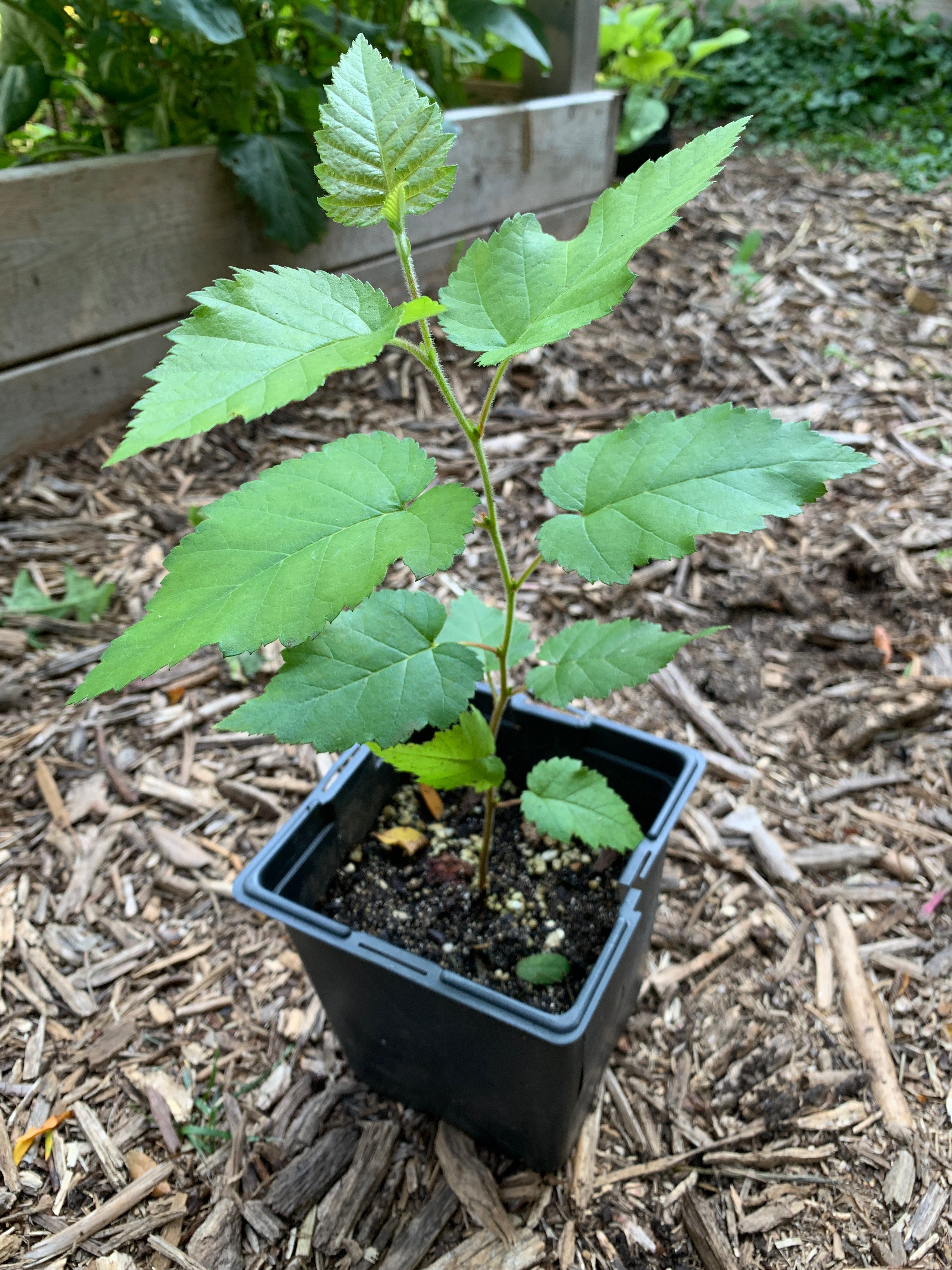 Paper Birch (Betula Papyrifera)