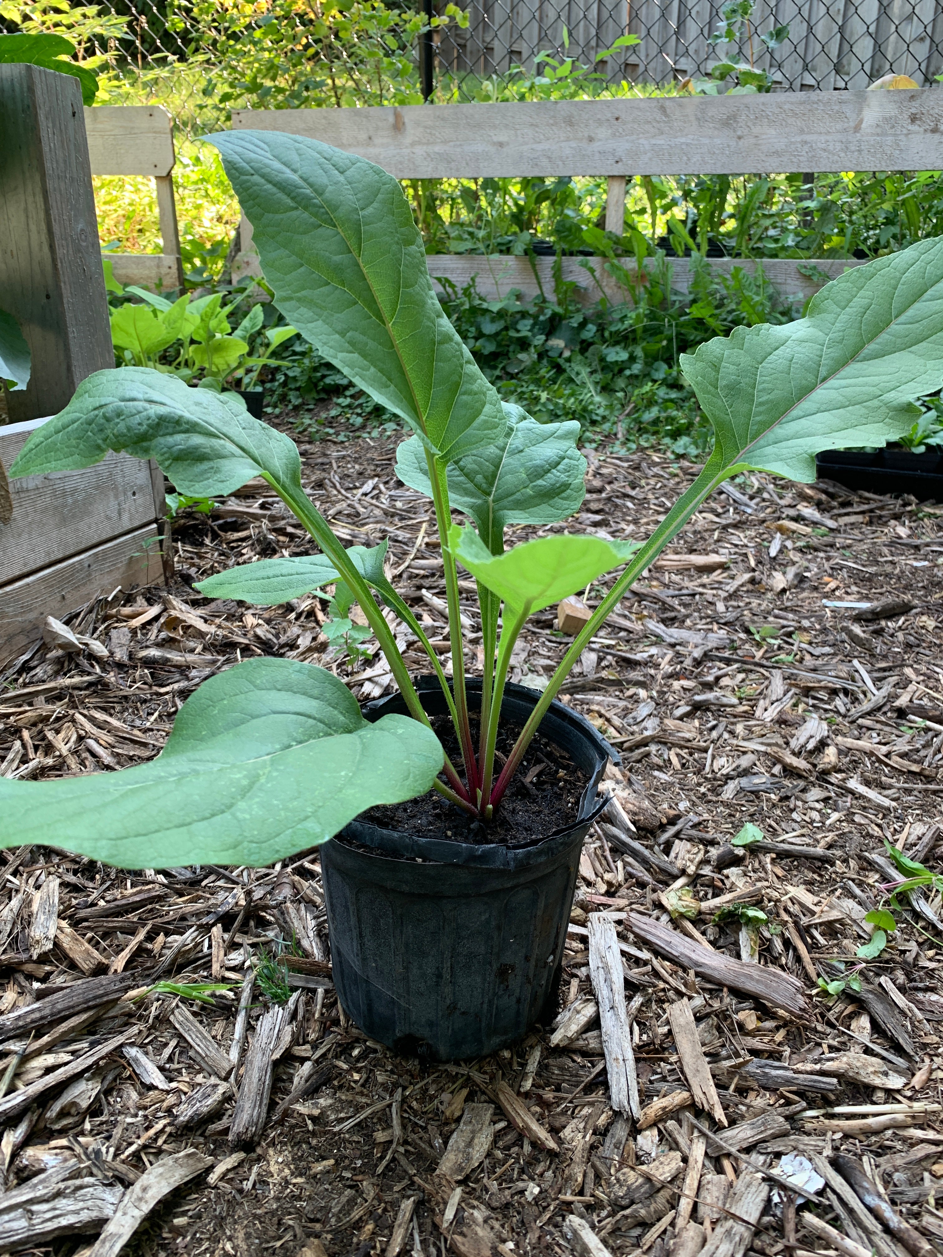 Cup Plant (Silphium Perfoliatum)