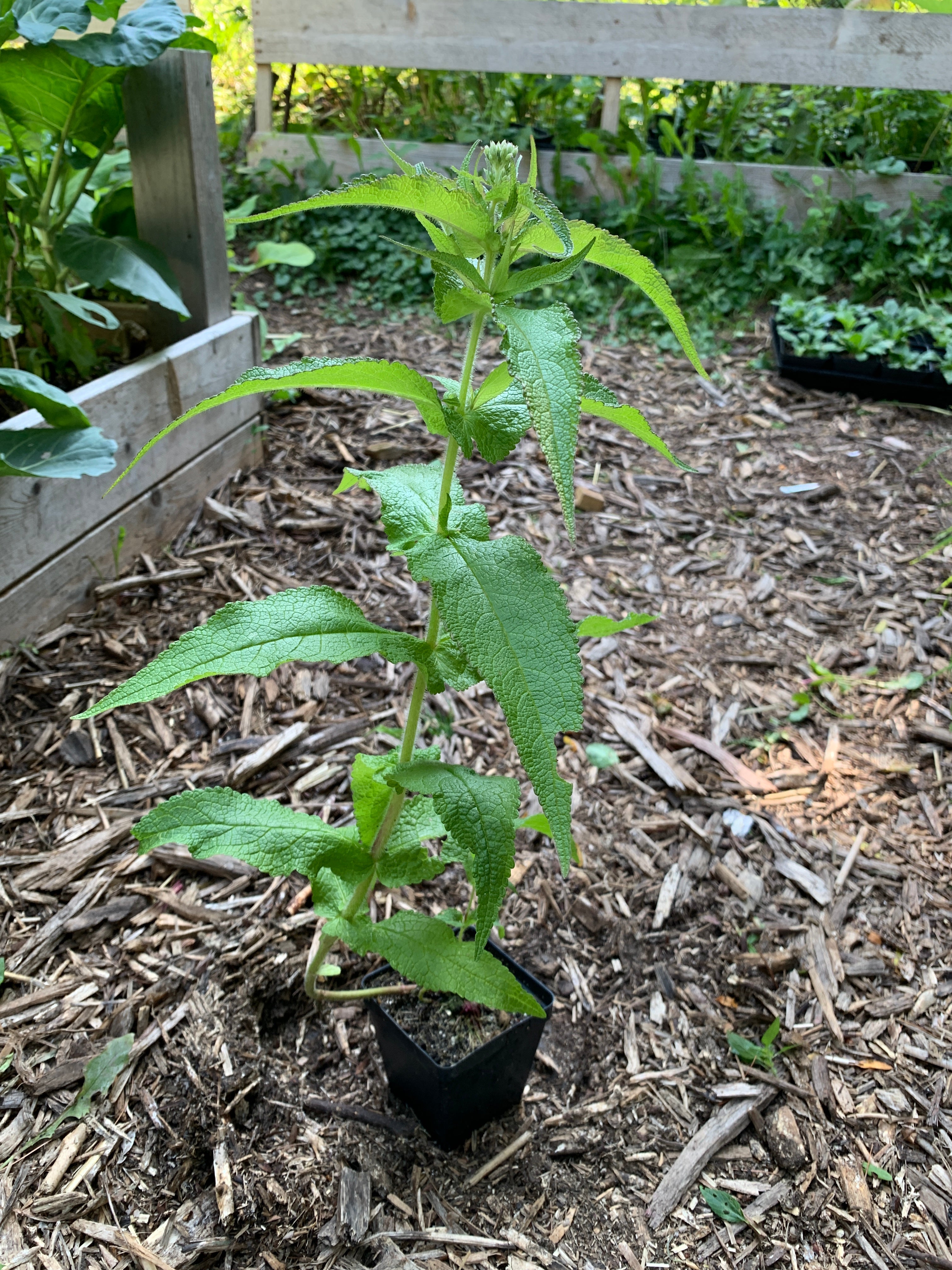 Common Boneset (Eupatorium Perfoliatum)