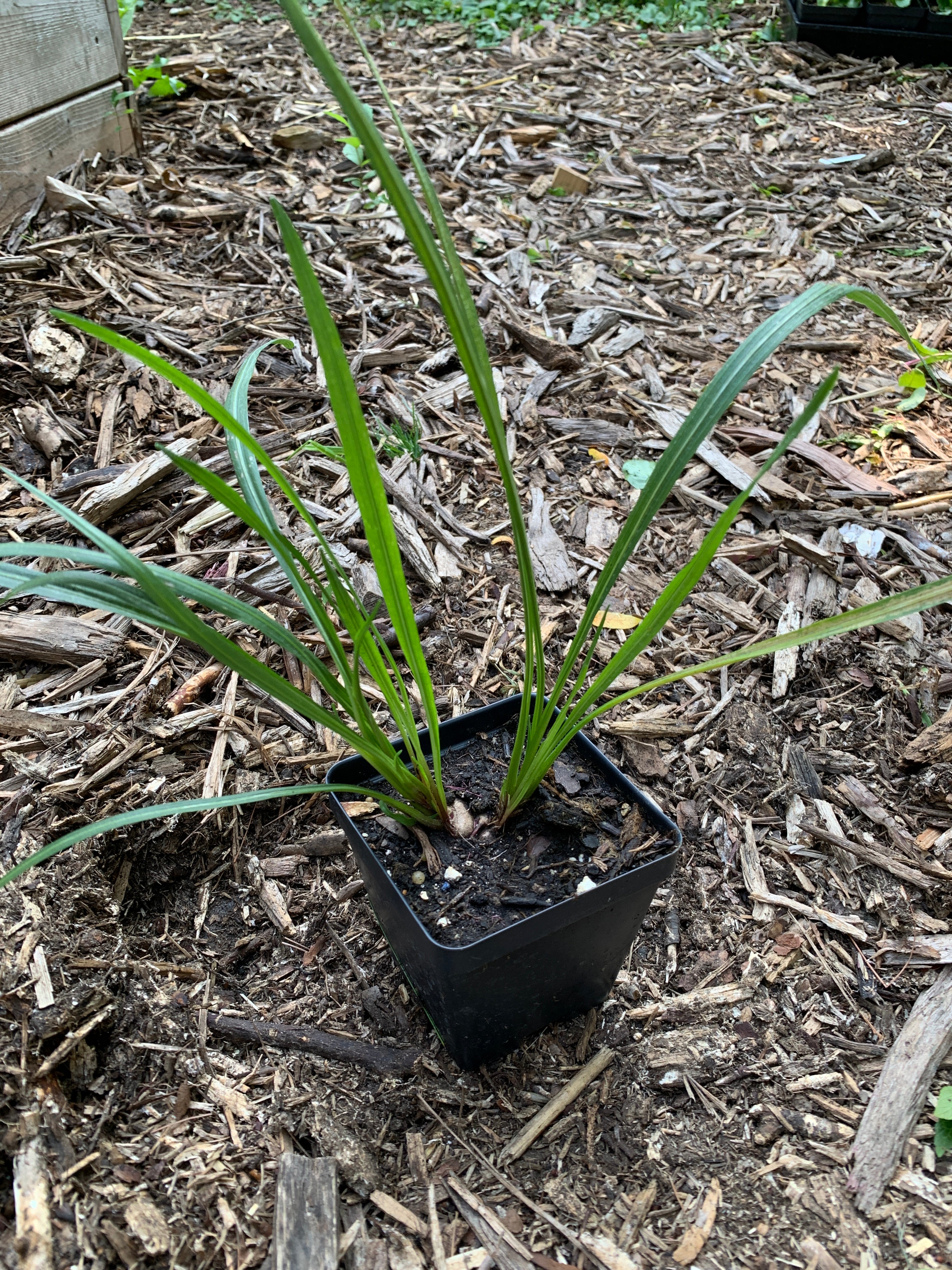 Prairie Blazing Star – Northern Holler, LLC
