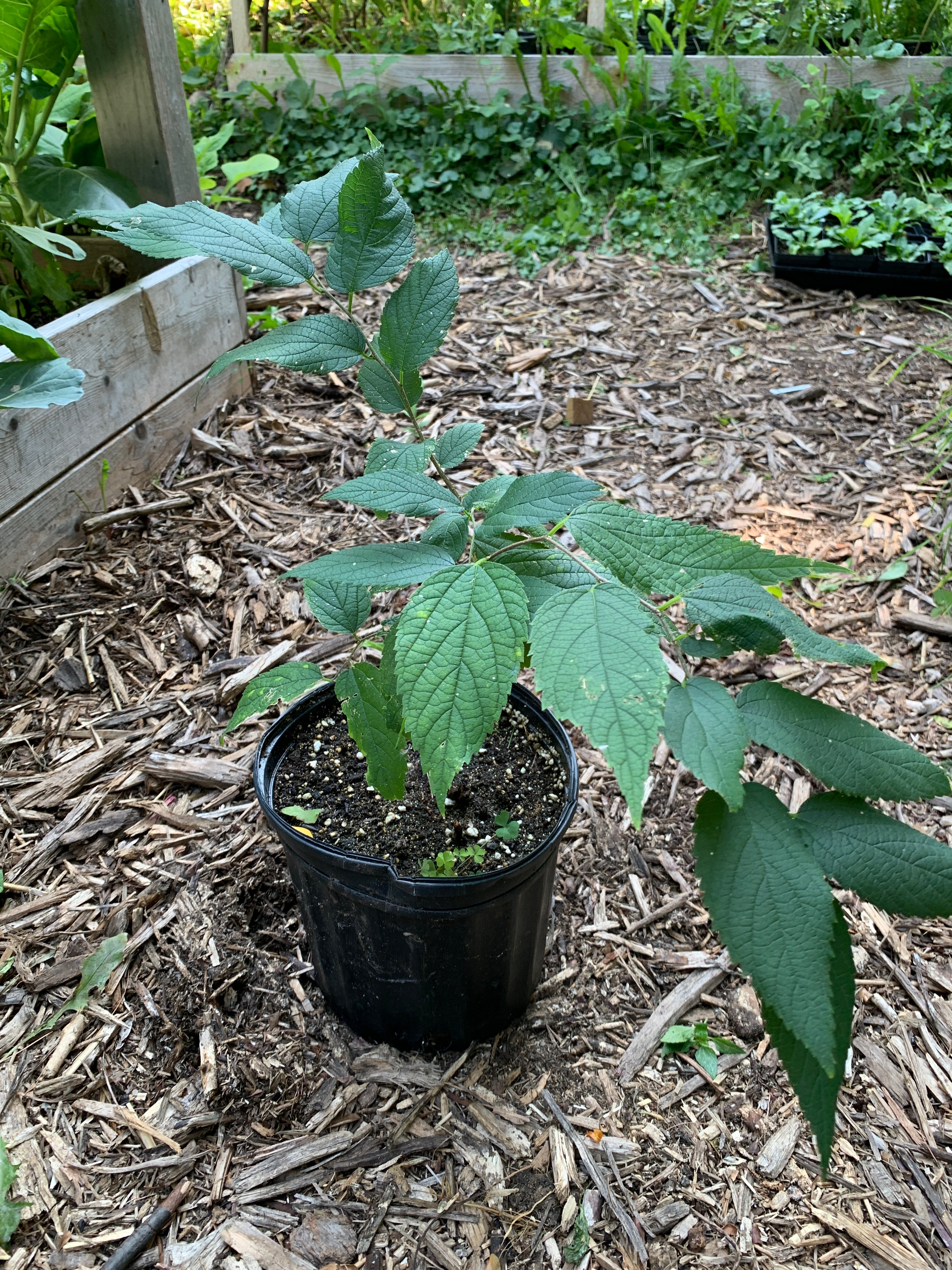 Hackberry (Celtis Occidentalis)