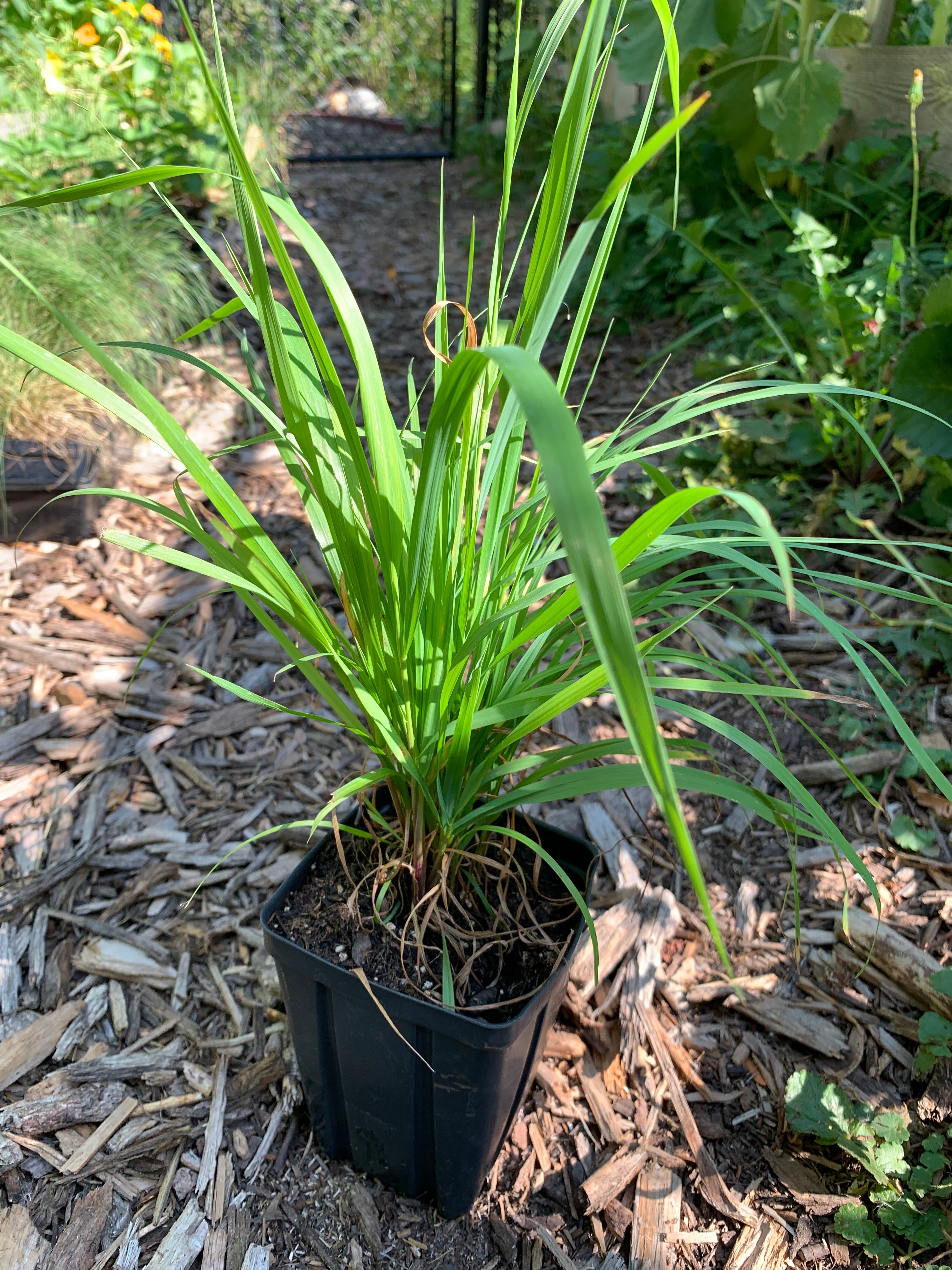 Virginia Wild Rye (Elymus Virginicus)