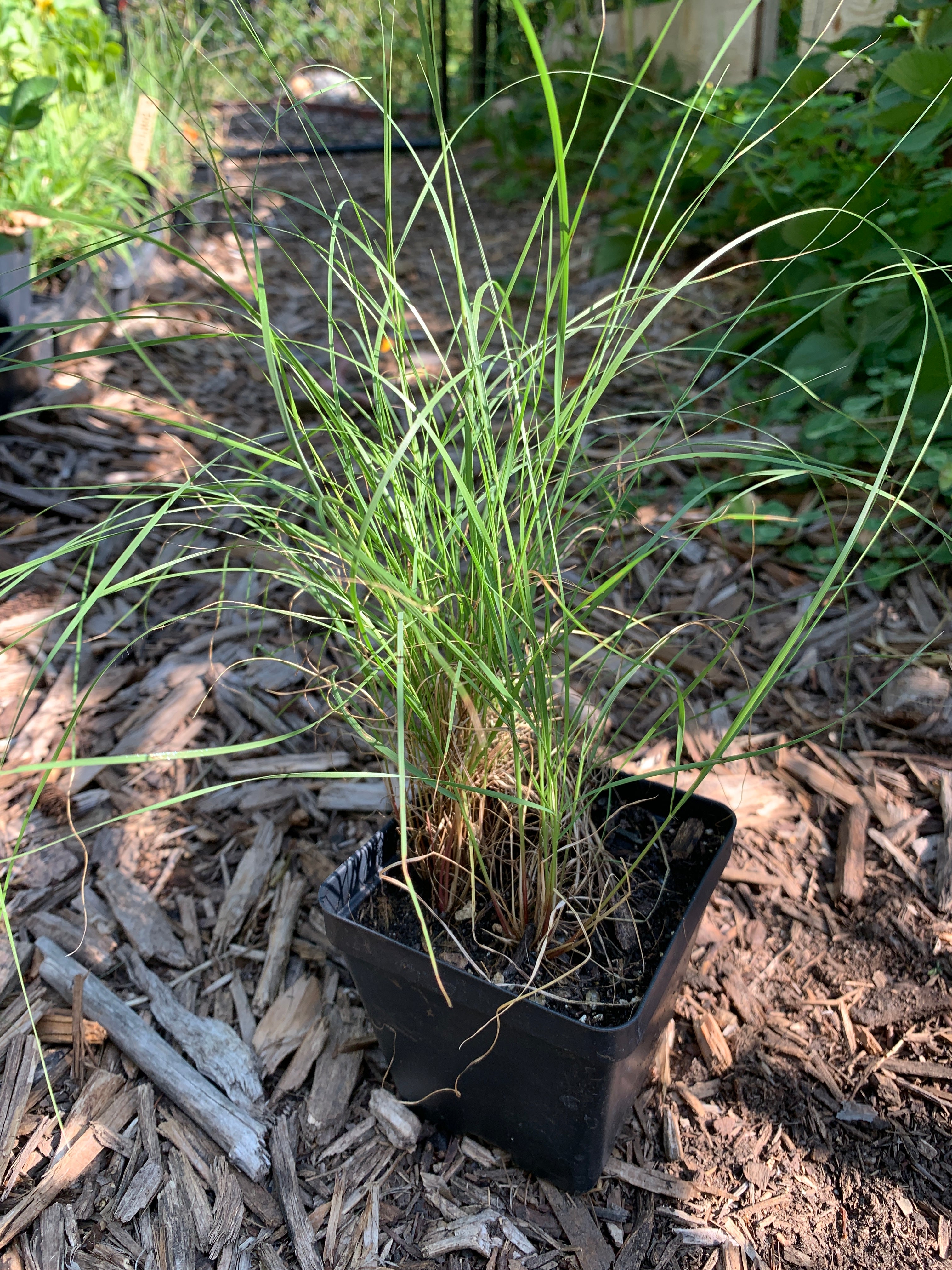 Prairie Dropseed (Sporobolus Heterolepis)