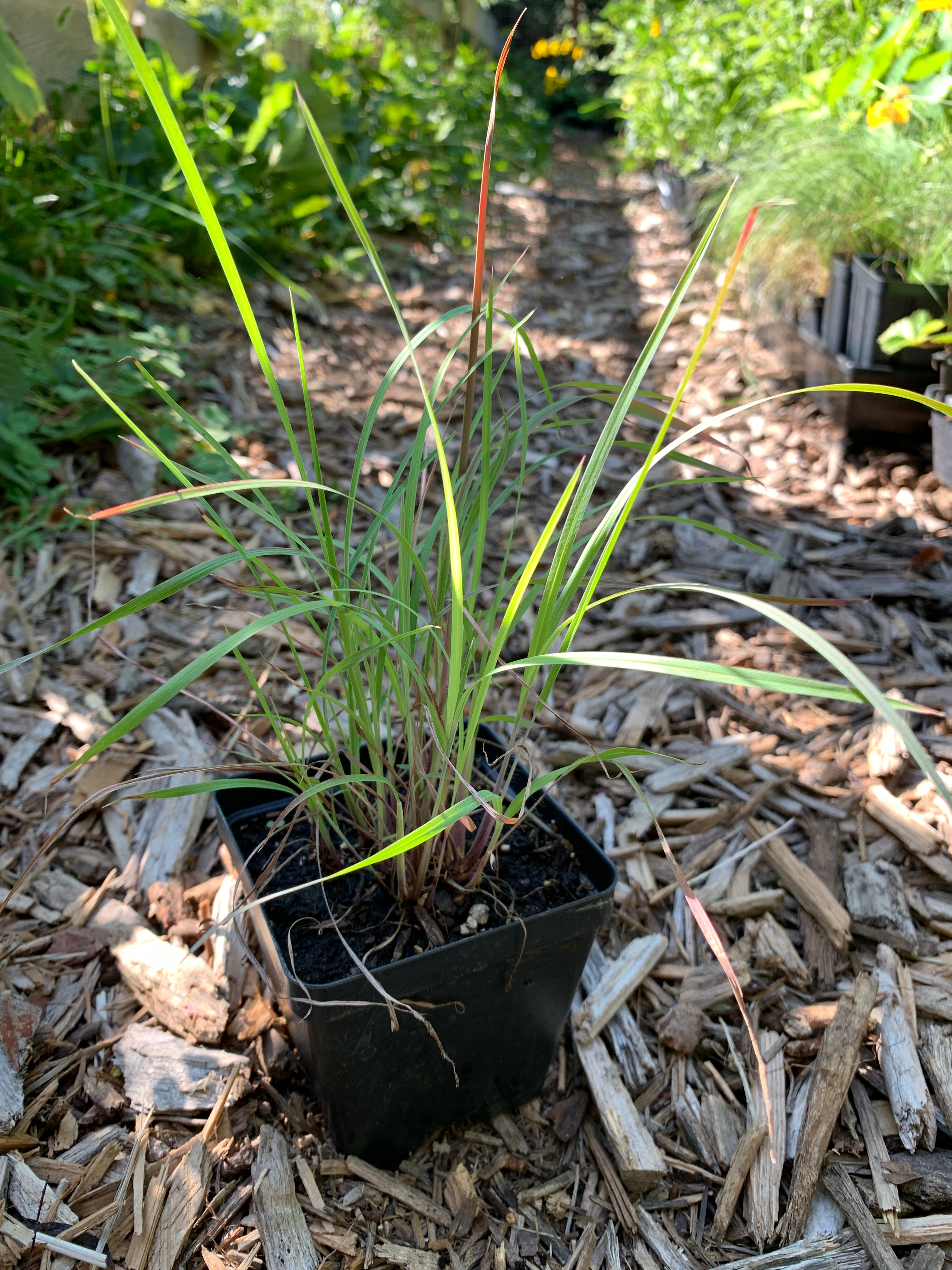 Little Bluestem (Schizachyrium Scoparium)
