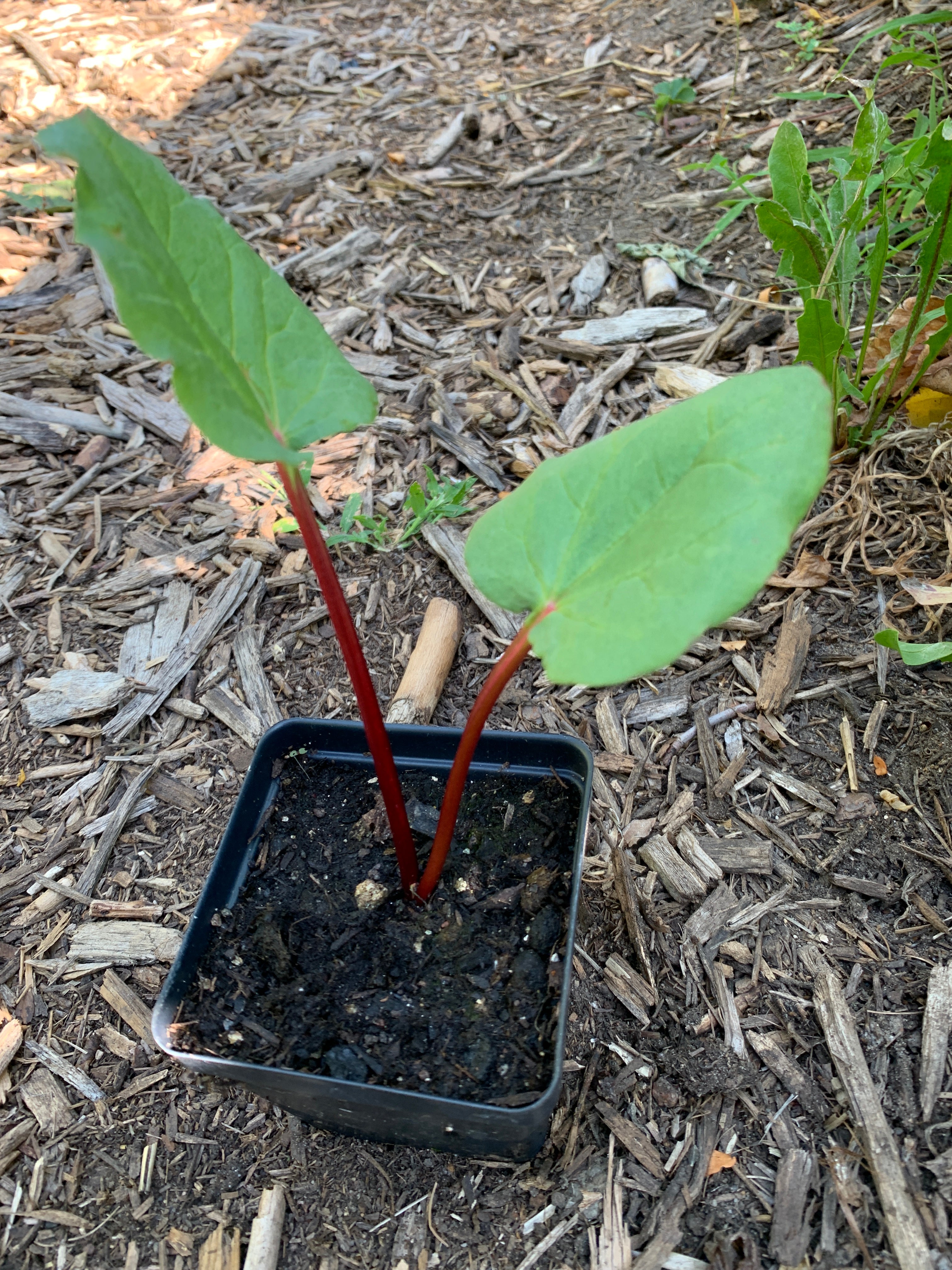 Rhubarb (Rheum × Hybridum)