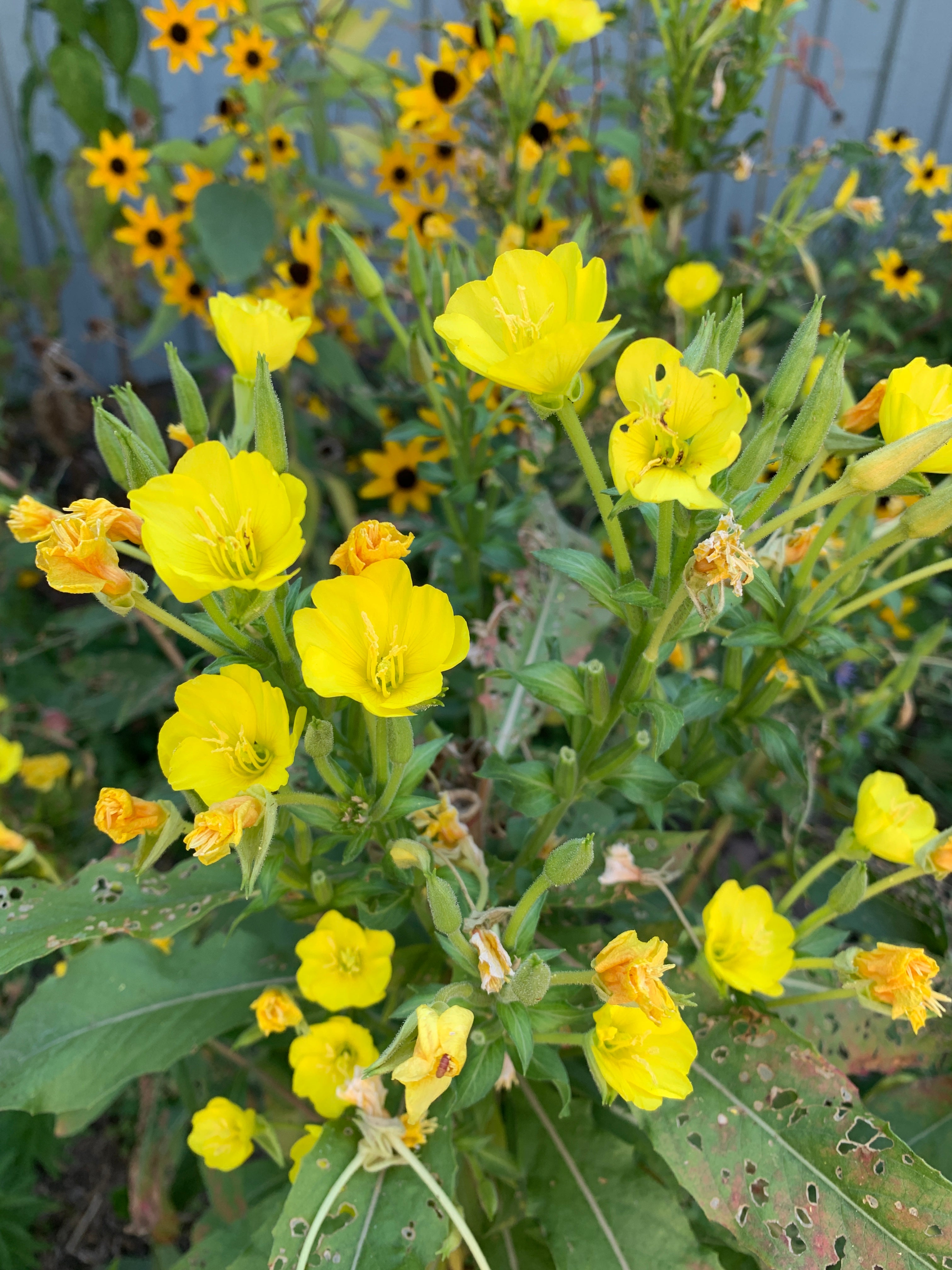Common Evening Primrose (Oenothera Biennis)
