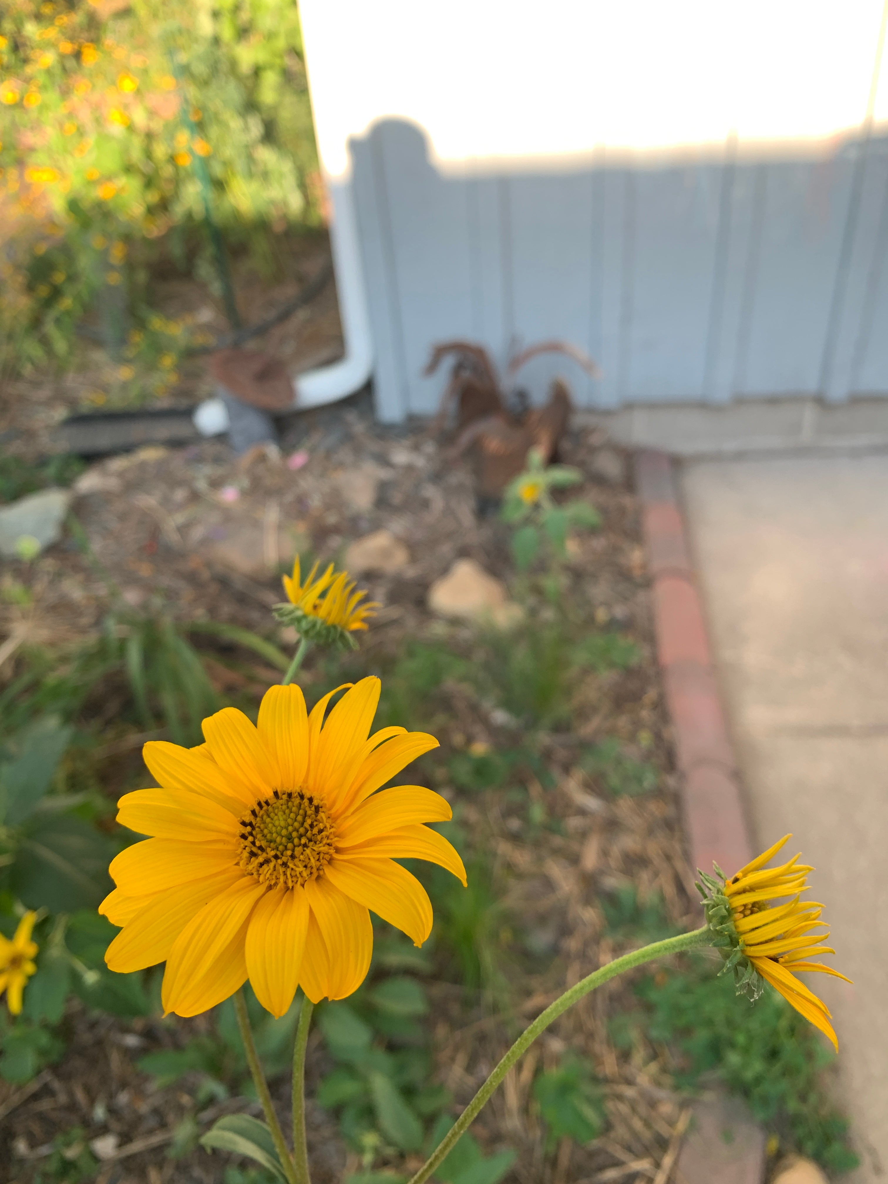Western Sunflower (Helianthus occidentalis)
