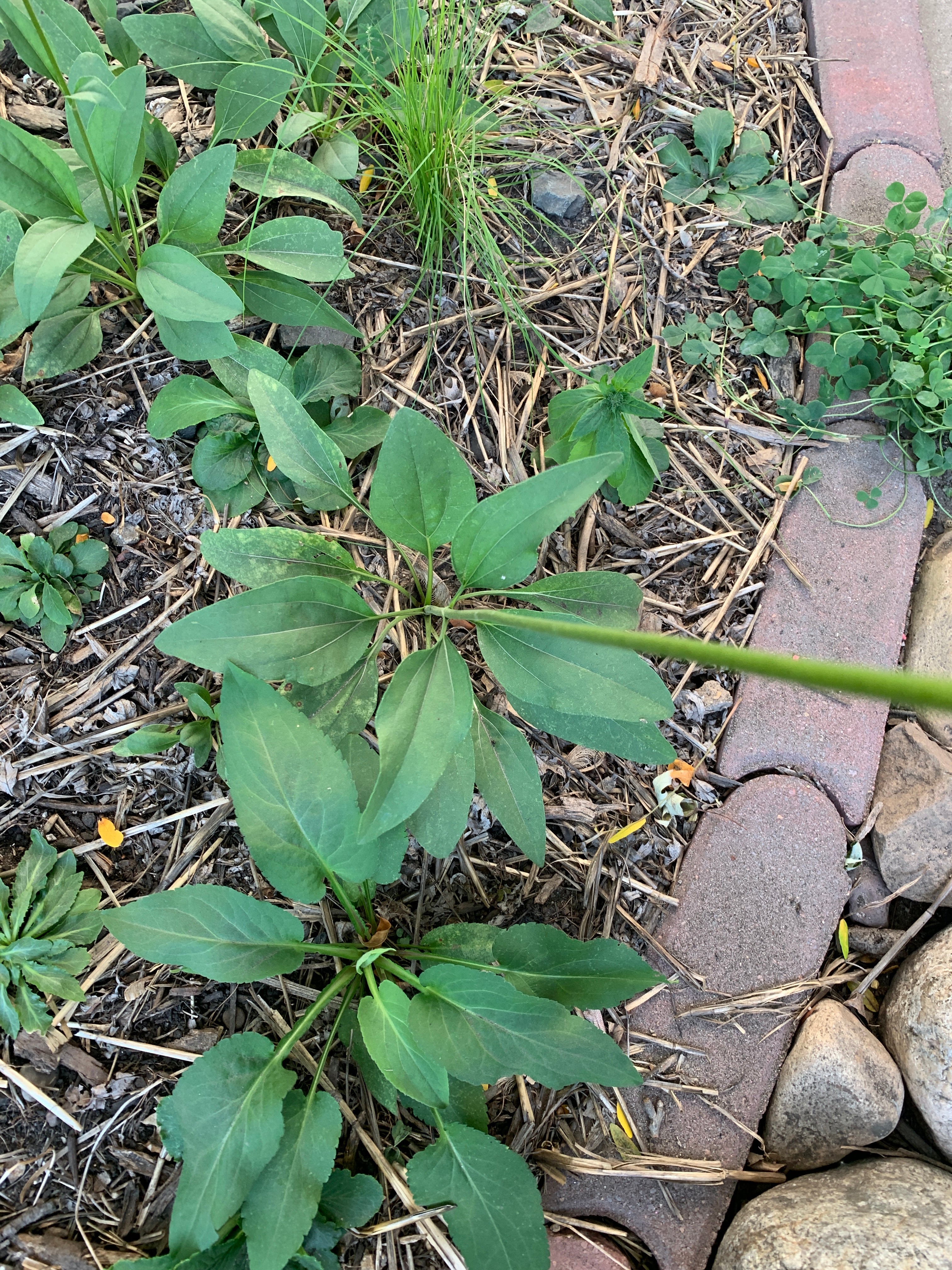 Western Sunflower (Helianthus occidentalis)