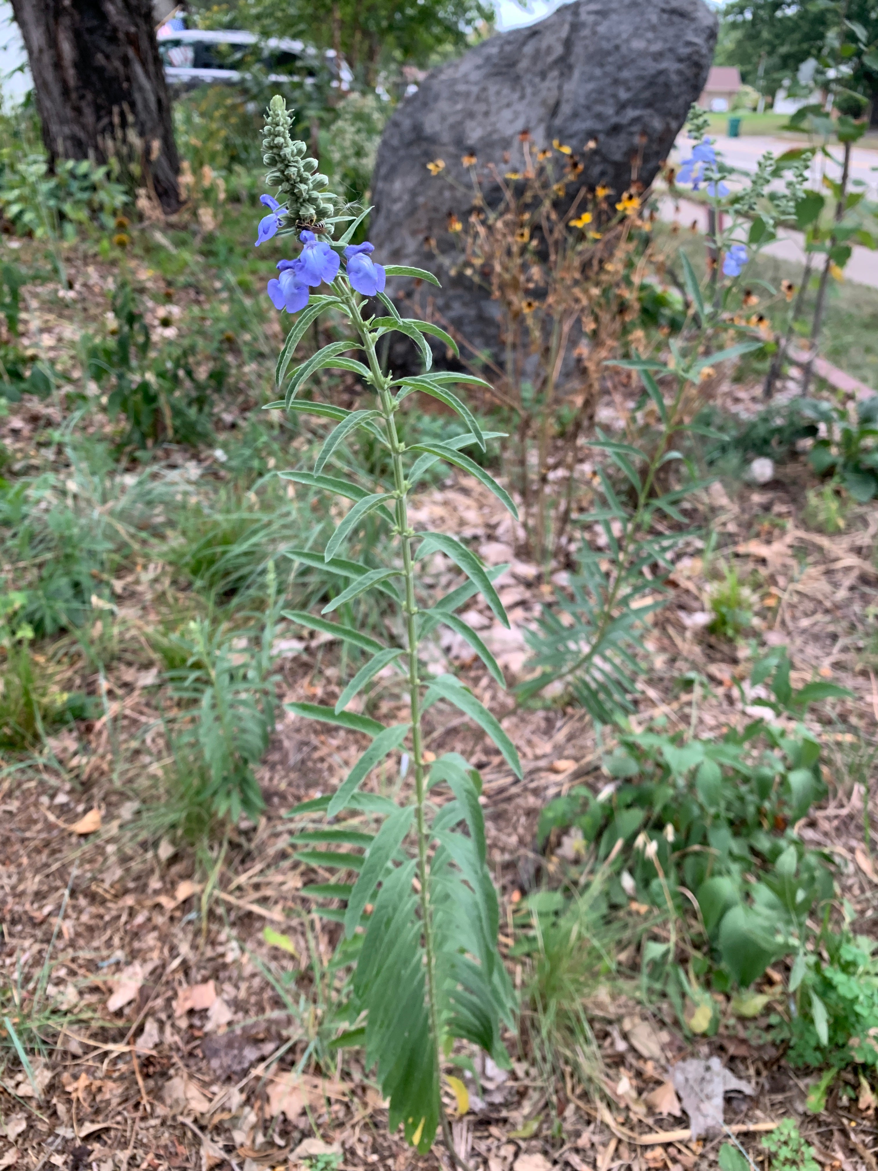 Blue Salvia (Salvia Azurea)
