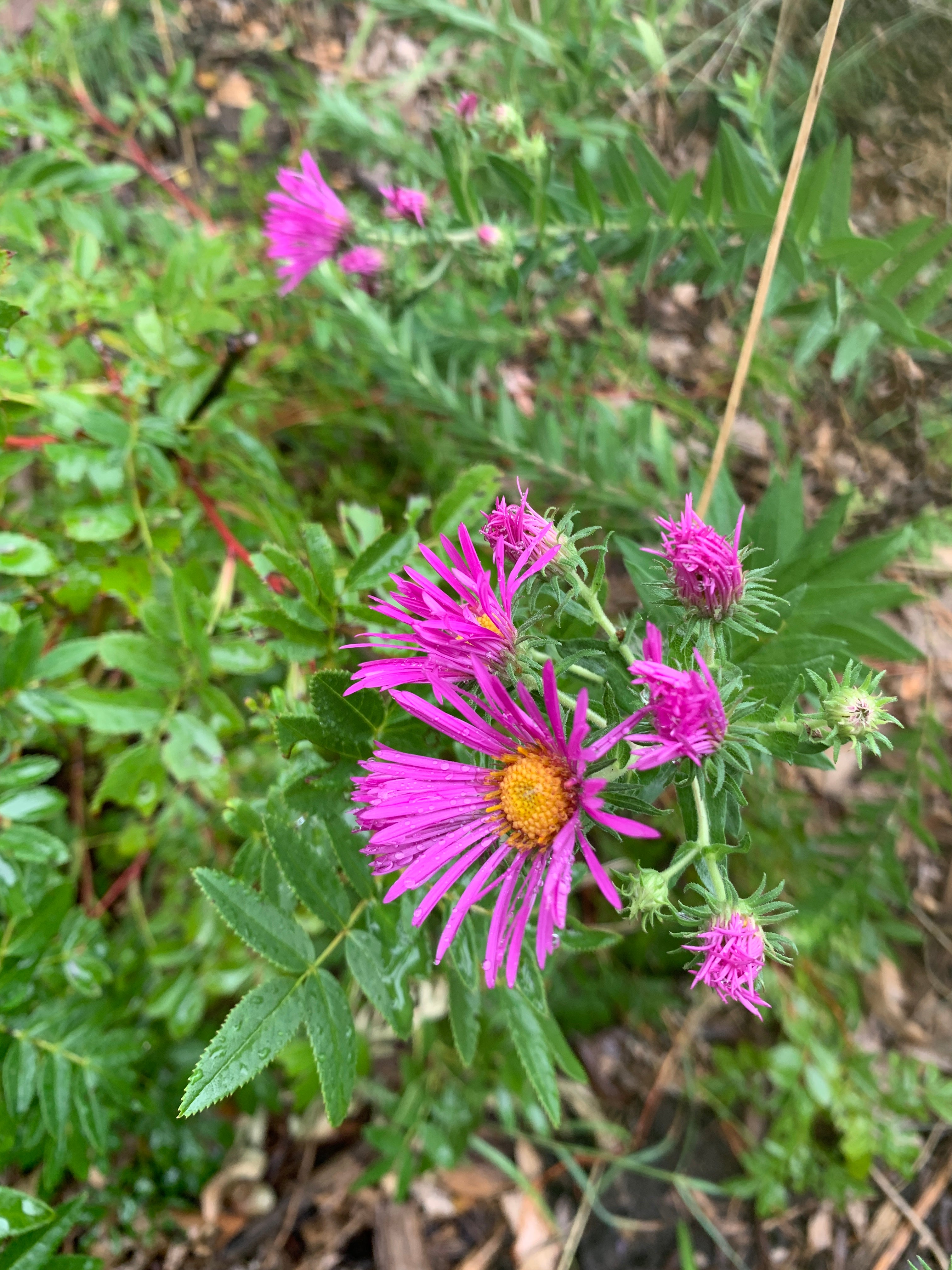 New England Aster (Symphyotrichum Novae-Angliae)