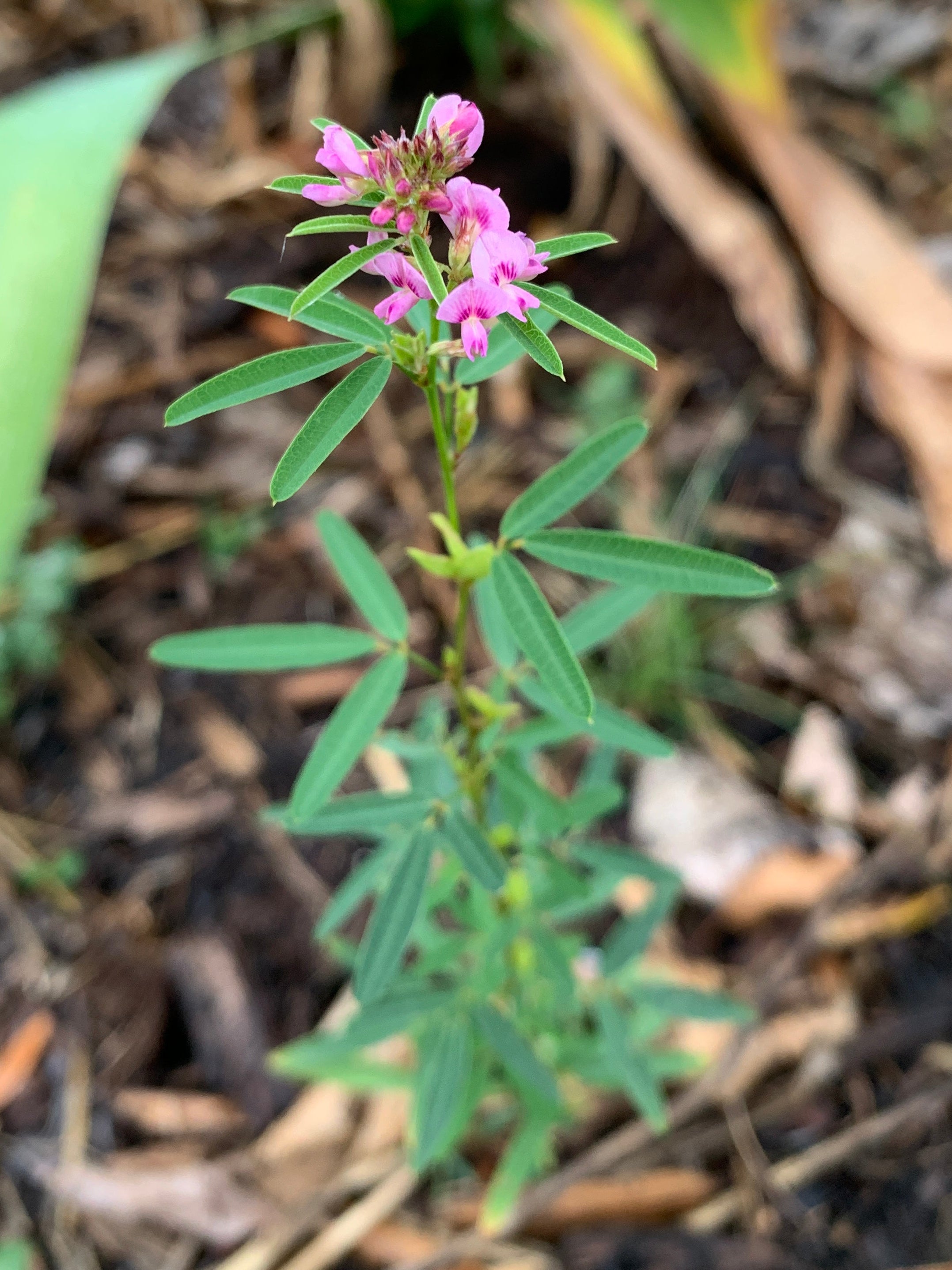 Slender Bush Clover (Lespedeza Virginica)