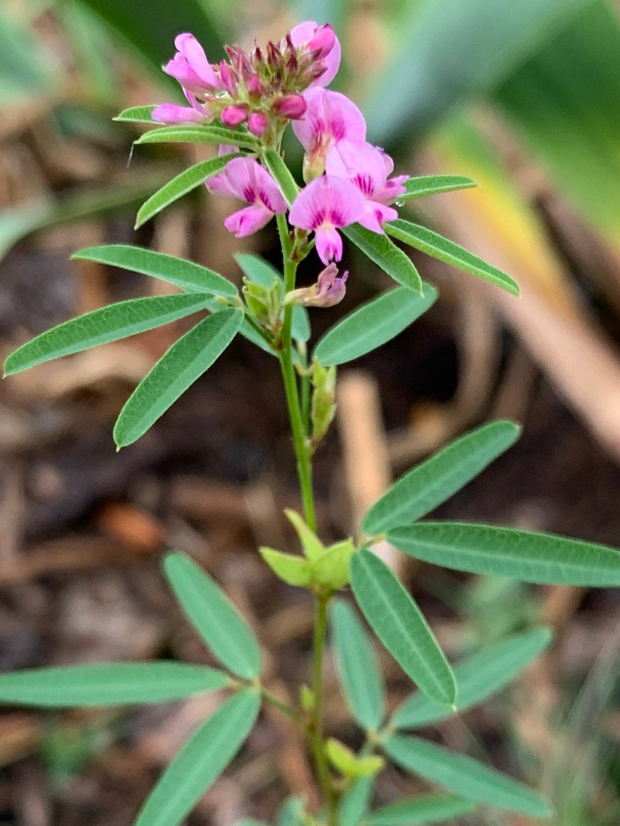Slender Bush Clover (Lespedeza Virginica)