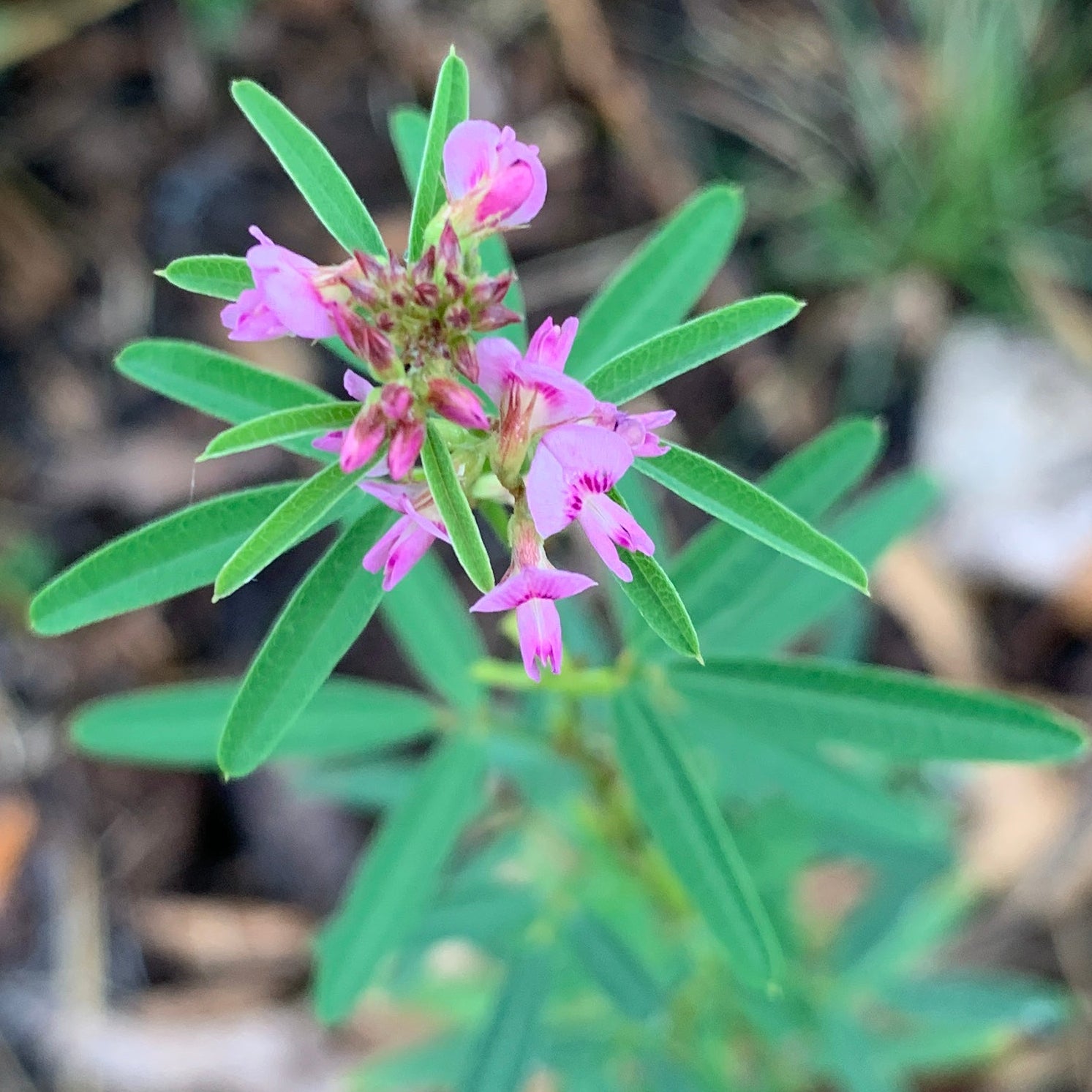 Slender Bush Clover (Lespedeza Virginica)