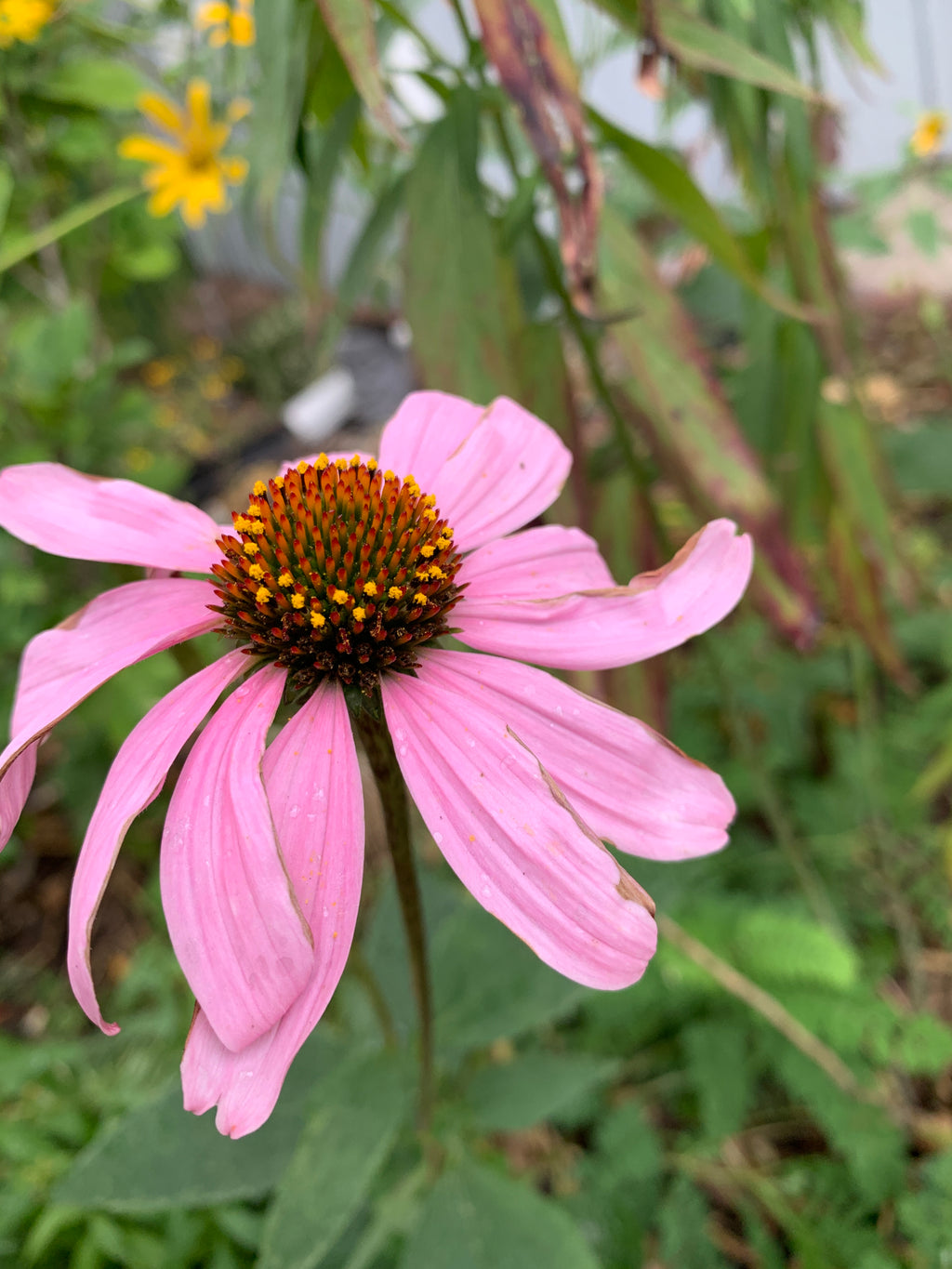 Eastern Purple Coneflower (Echinacea Purpurea)