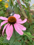 Eastern Purple Coneflower (Echinacea Purpurea)