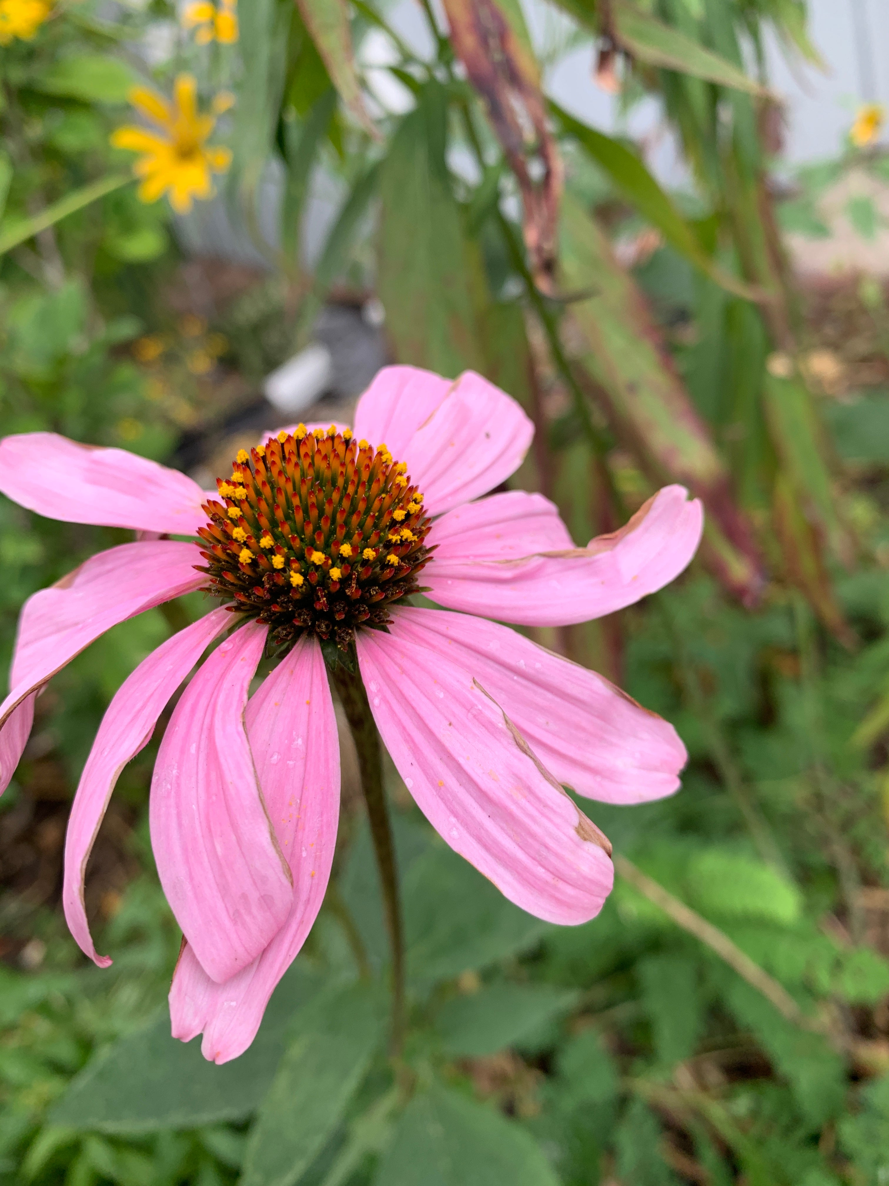 Eastern Purple Coneflower (Echinacea Purpurea)