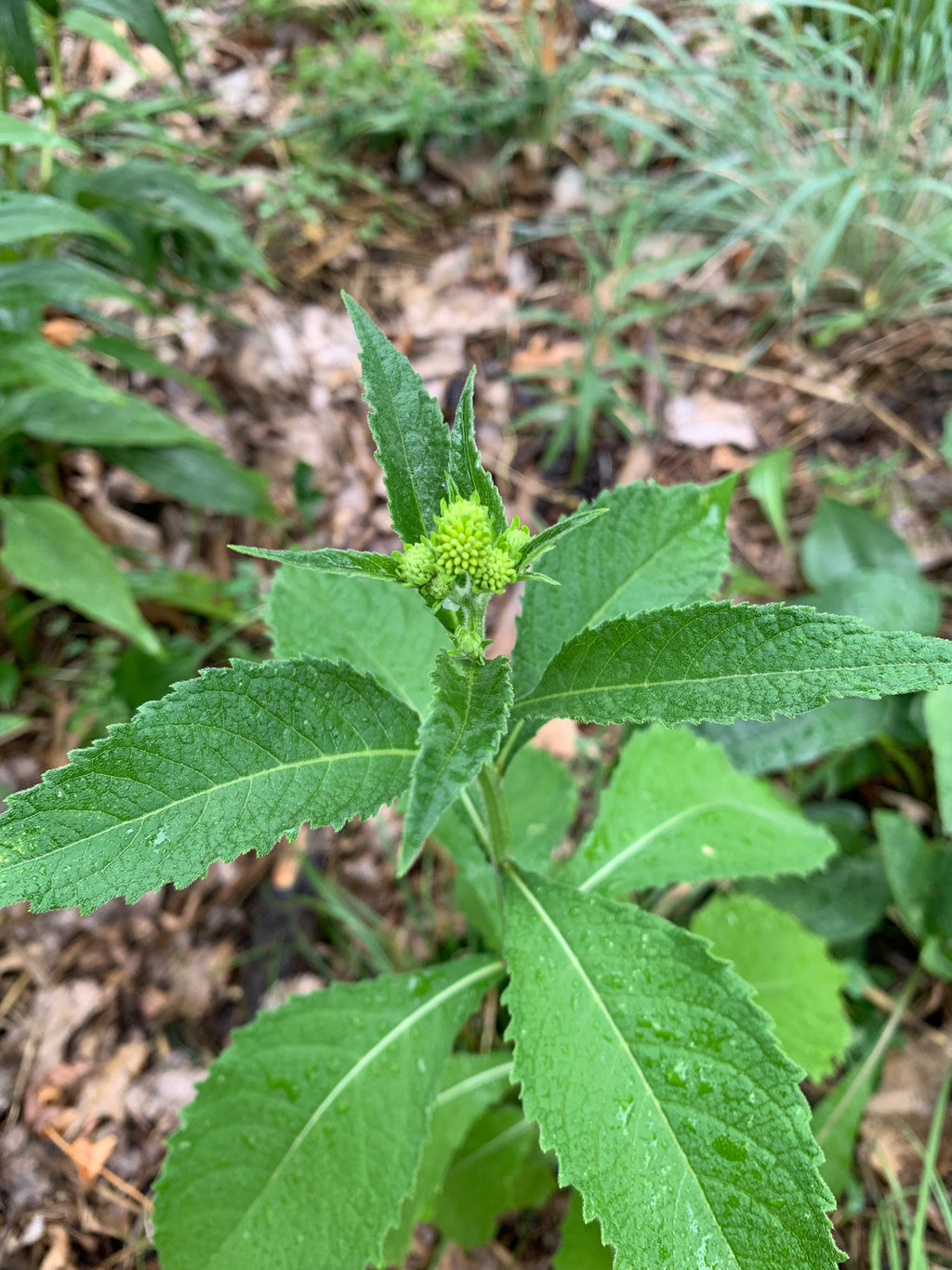 Sweet Joe Pye Weed (Eutrochium Purpureum)