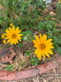 Western Sunflower (Helianthus occidentalis)