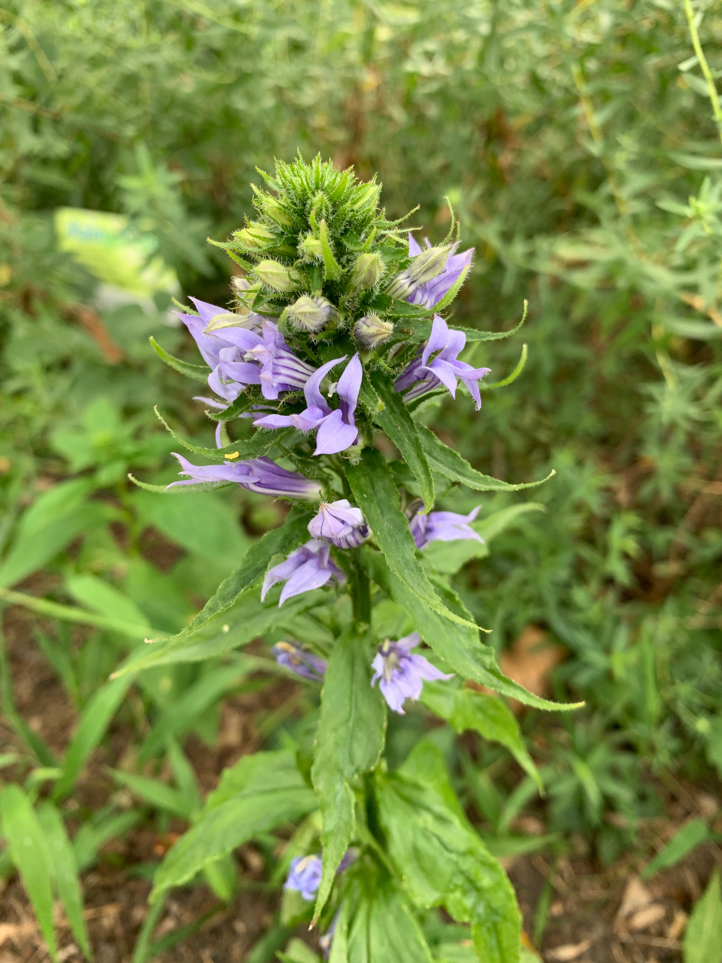 Blue lobelia (Lobelia Siphilitica)