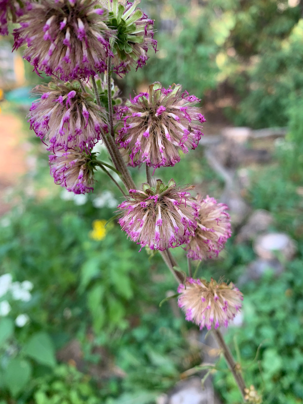 Meadow Blazing Star (Liatris Ligulistylis)