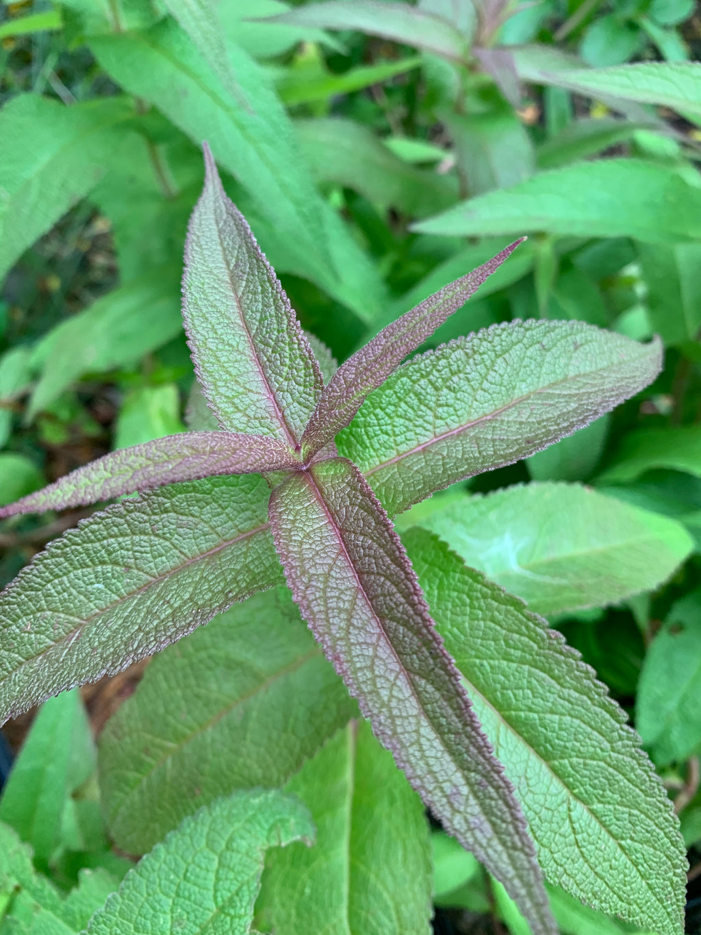 Common Boneset (Eupatorium Perfoliatum)